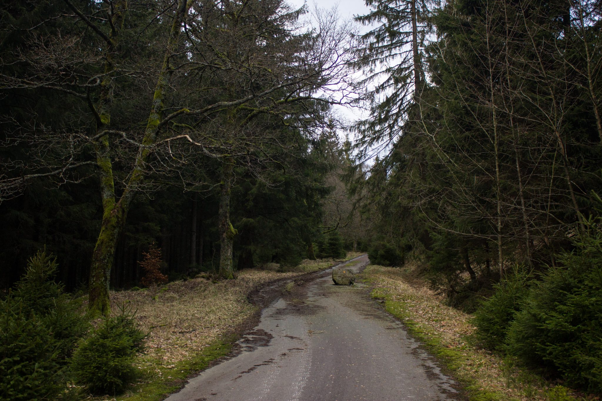 Wanderung im Harz bei Torfhaus: Wolfswarte, Siebertal und Oberharzer Wasserregal in Niedersachsen, asphaltierter Wanderweg umgeben von dichten Nadelwäldern im schönen Siebertal, viele schöne Ausblicke auf Fluss Sieber und umliegende Landschaft