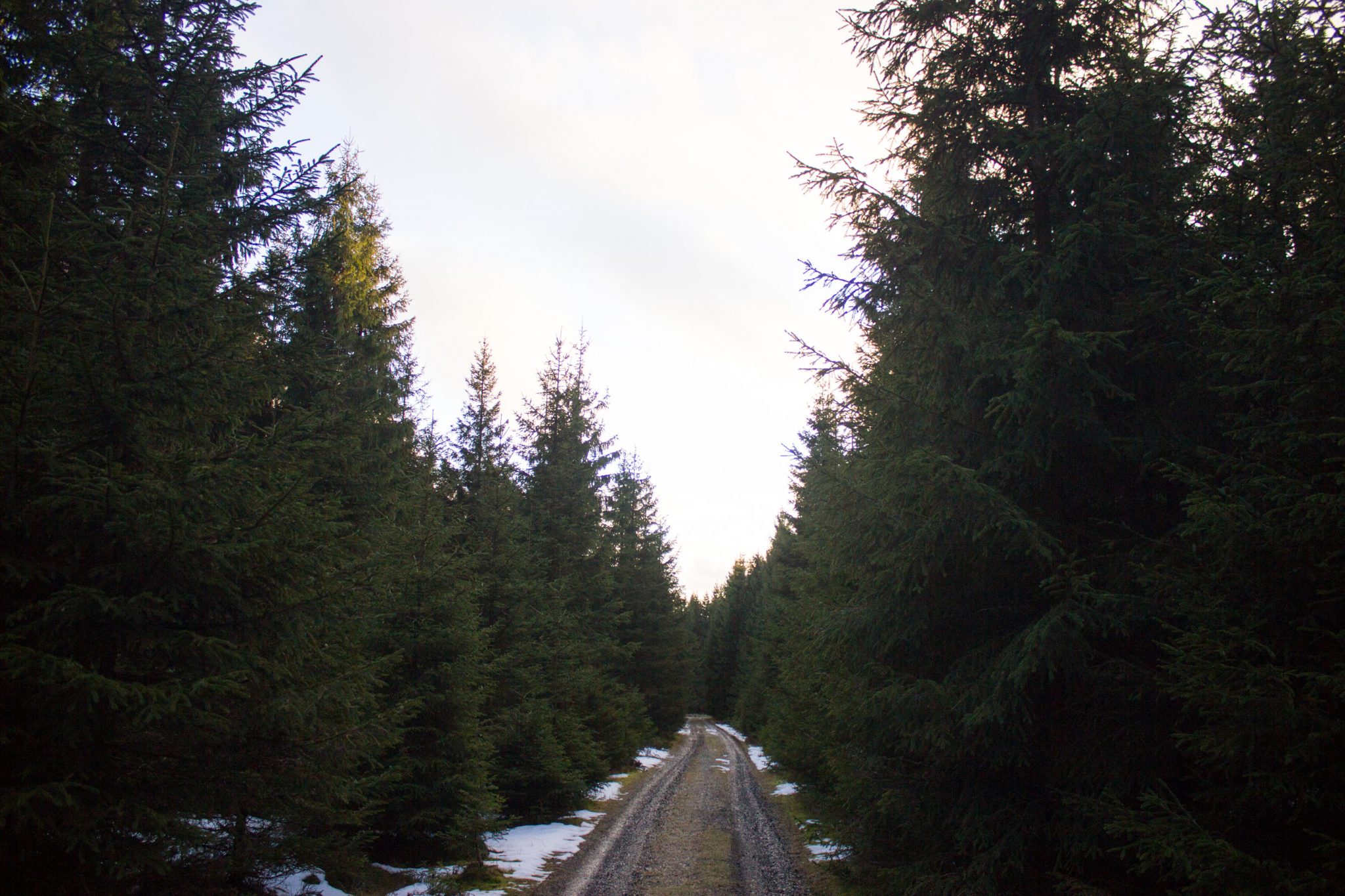 Wanderung im Harz bei Torfhaus: Wolfswarte, Siebertal und Oberharzer Wasserregal in Niedersachsen, breiterer Wanderweg aus Schotter umgeben von dichten Nadelwäldern