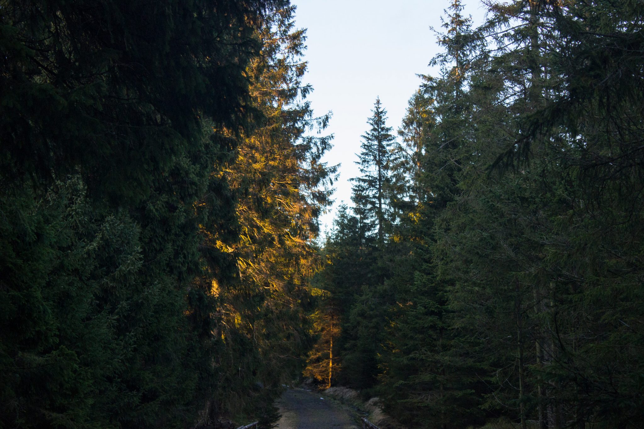Wanderung im Harz bei Torfhaus: Wolfswarte, Siebertal und Oberharzer Wasserregal in Niedersachsen, schöner Wanderweg windet sich entlang umgeben von dichten Nadelwäldern, Sonne zaubert schöne Lichtmomente