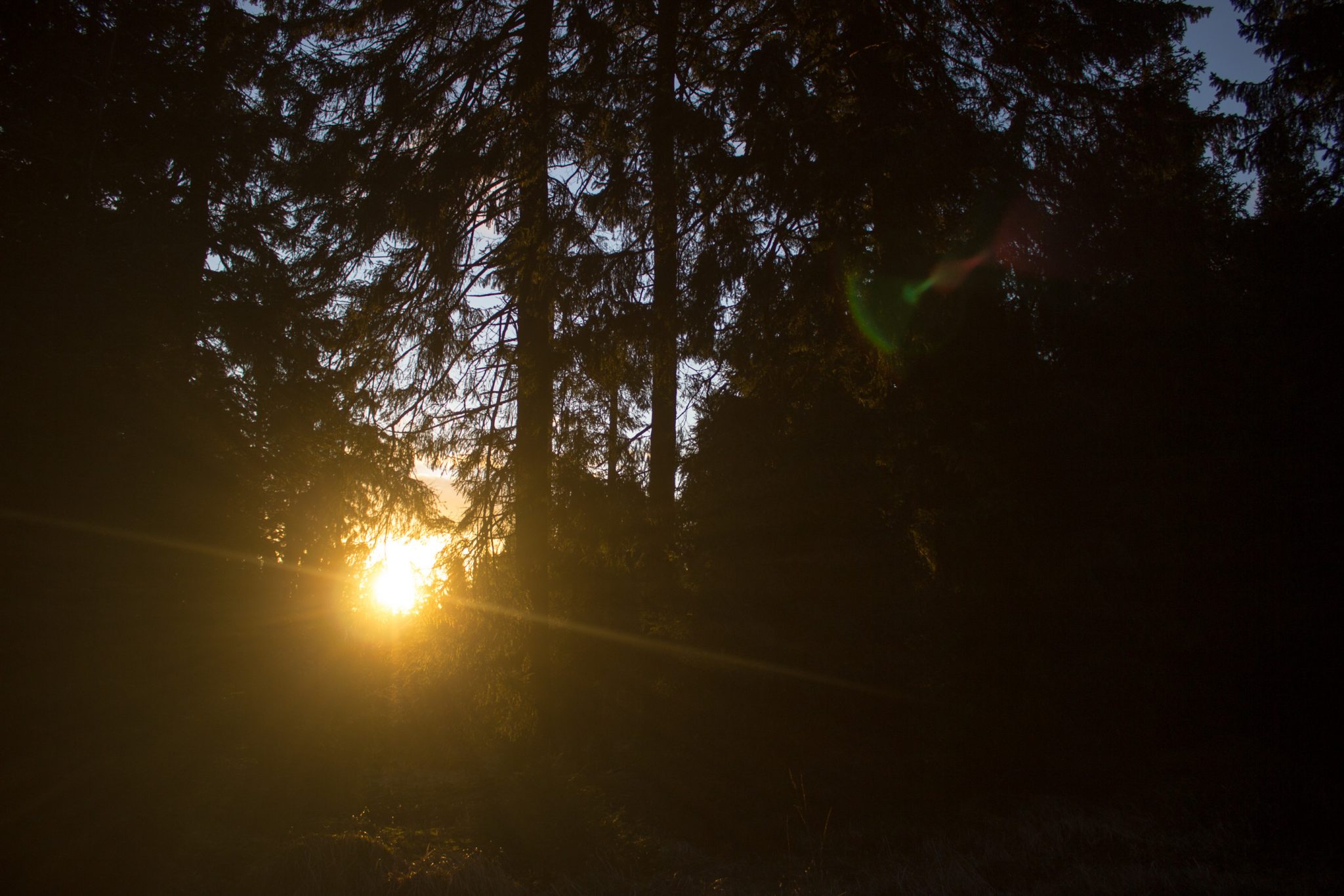 Wanderung im Harz bei Torfhaus: Wolfswarte, Siebertal und Oberharzer Wasserregal in Niedersachsen, schöner Wanderweg windet sich entlang umgeben von dichten Nadelwäldern, Sonne zaubert schöne Lichtmomente