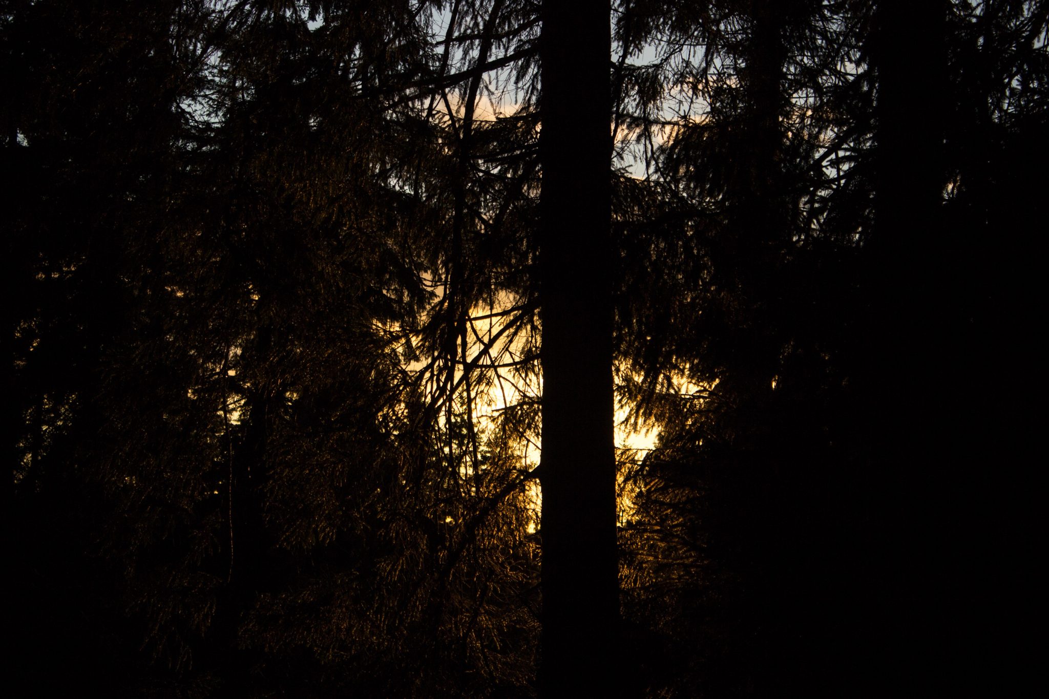 Wanderung im Harz bei Torfhaus: Wolfswarte, Siebertal und Oberharzer Wasserregal in Niedersachsen, schöner Wanderweg windet sich entlang umgeben von dichten Nadelwäldern, Sonne zaubert schöne Lichtmomente