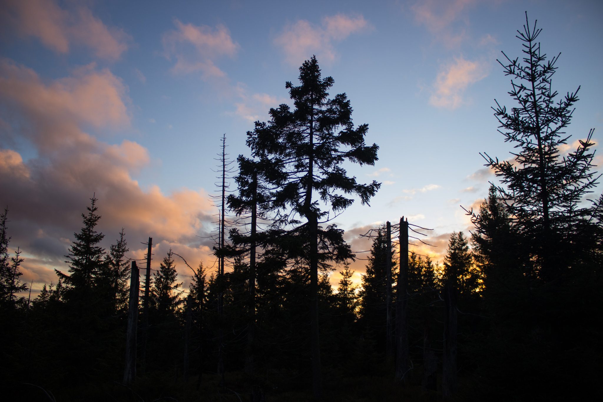 Wanderung im Harz bei Torfhaus: Wolfswarte, Siebertal und Oberharzer Wasserregal in Niedersachsen, schöner Wanderweg windet sich entlang umgeben von dichten Nadelwäldern, Sonne zaubert schöne Lichtmomente, Sonnenuntergang