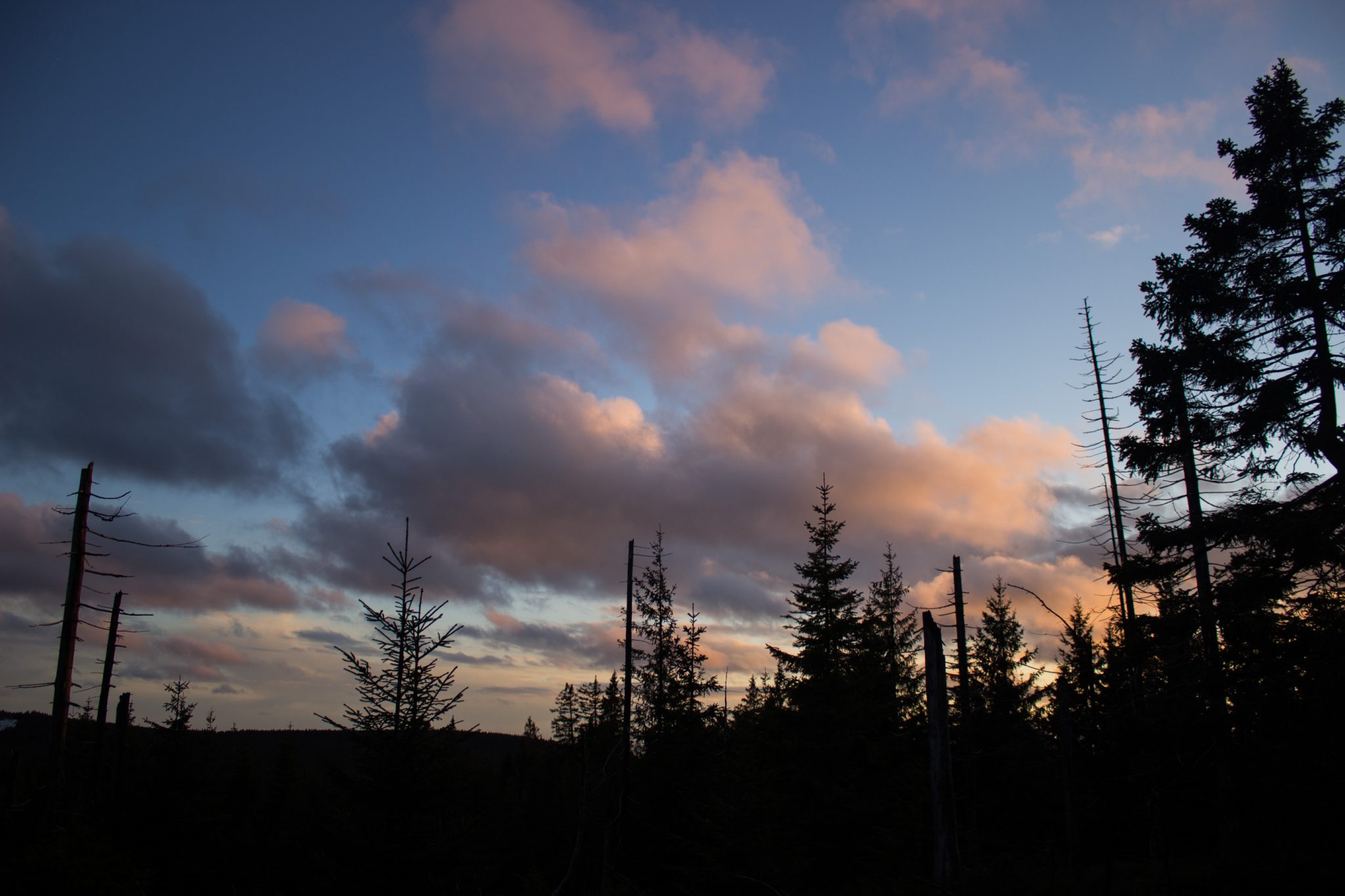 Wanderung im Harz bei Torfhaus: Wolfswarte, Siebertal und Oberharzer Wasserregal in Niedersachsen, schöner Wanderweg windet sich entlang umgeben von dichten Nadelwäldern, Sonne zaubert schöne Lichtmomente, Sonnenuntergang