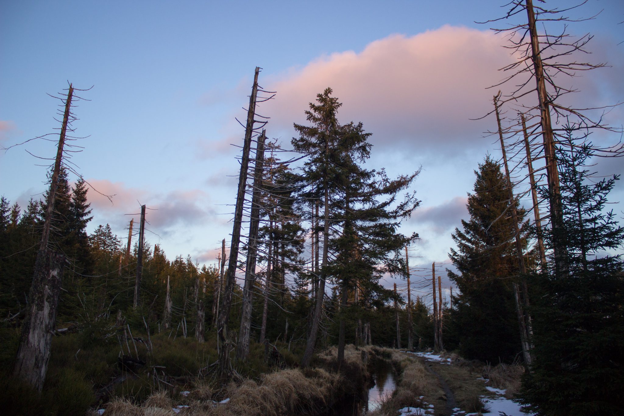 Wanderung im Harz bei Torfhaus: Wolfswarte, Siebertal und Oberharzer Wasserregal in Niedersachsen, UNESCO Weltkulturerbe Oberharzer Wasserregal, Clausthaler Flutgraben mit schmalem Wanderweg umgeben von Nadelwäldern, Schneereste schmelzen, untergehende Sonne zaubert schönes Licht