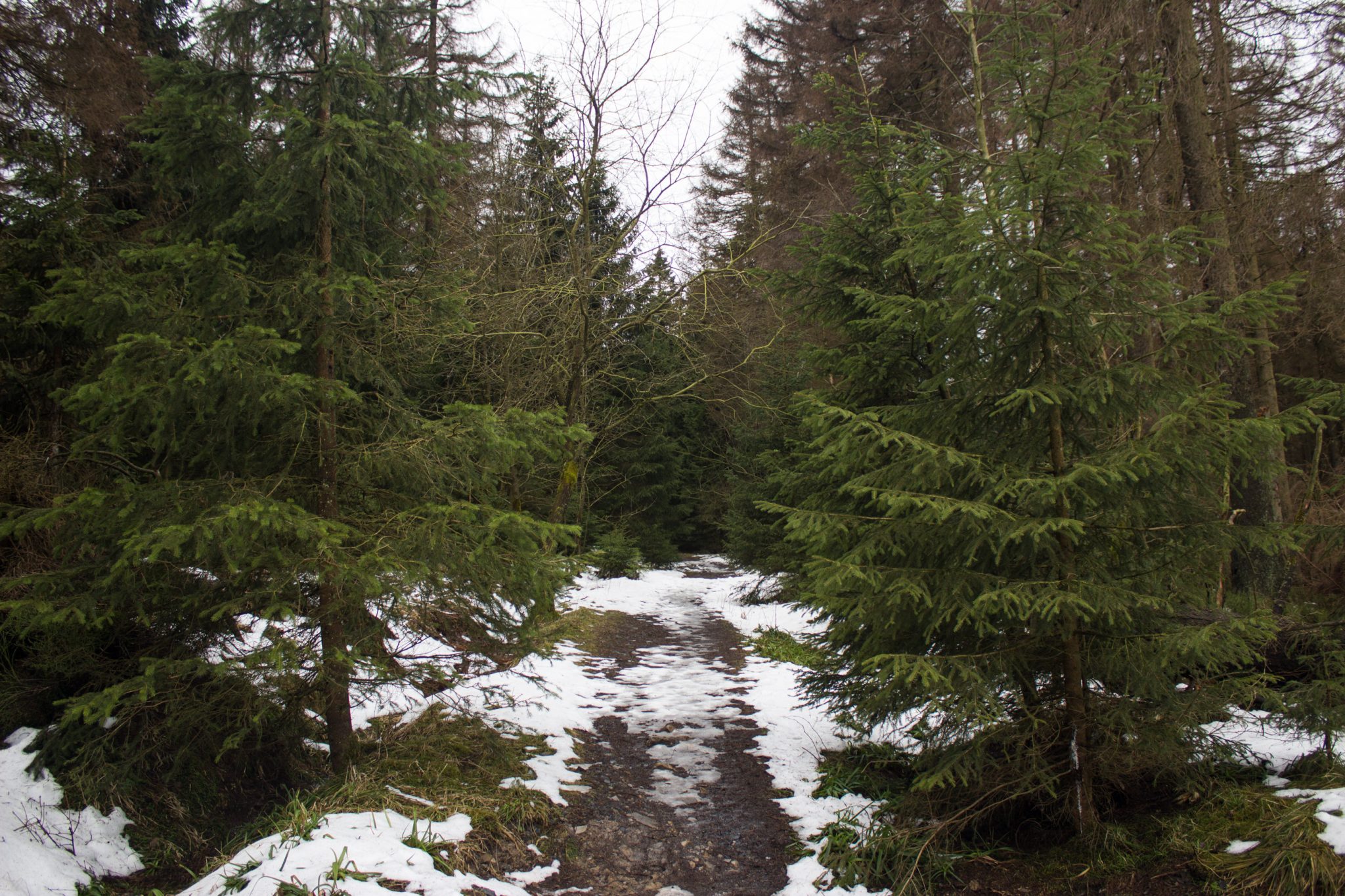 Wanderung im Harz bei Torfhaus: Wolfswarte, Siebertal und Oberharzer Wasserregal in Niedersachsen, schmaler Wanderweg zum Aussichtspunkt Wolfswarte, umgeben von dichten Nadelwäldern, Schneereste schmelzen