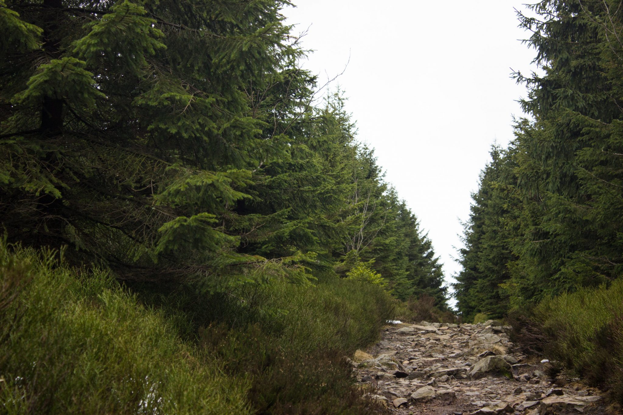 Wanderung im Harz bei Torfhaus: Wolfswarte, Siebertal und Oberharzer Wasserregal in Niedersachsen, schmaler und steiniger Wanderweg zum Aussichtspunkt Wolfswarte, umgeben von dichten Nadelwäldern