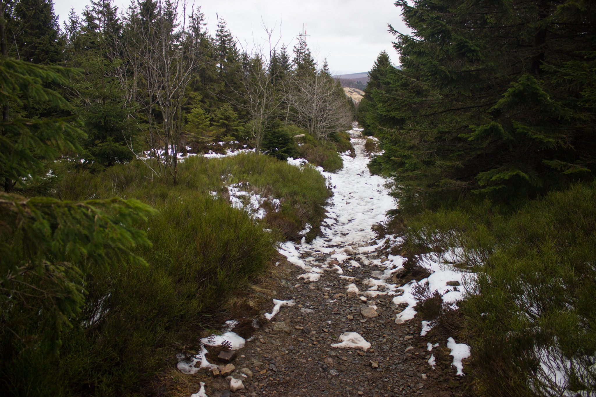 Wanderung im Harz bei Torfhaus: Wolfswarte, Siebertal und Oberharzer Wasserregal in Niedersachsen, schmaler Wanderweg zum Aussichtspunkt Wolfswarte, umgeben von dichten Nadelwäldern, Schneereste schmelzen