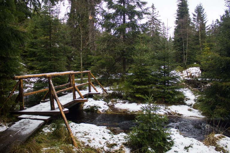Wanderung zum Oderteich von Torfhaus im Harz über Märchenweg, Rehberger Graben und durch das Odertal, Wanderung im Harz in Niedersachsen, verschneite und idyllische Winterlandschaft entlang des Märchenwegs, Sumpf, umgefallene Bäume im schönen Wald, sehr matschiger Wanderweg, Schnee schmilzt, Bäche sind voll
