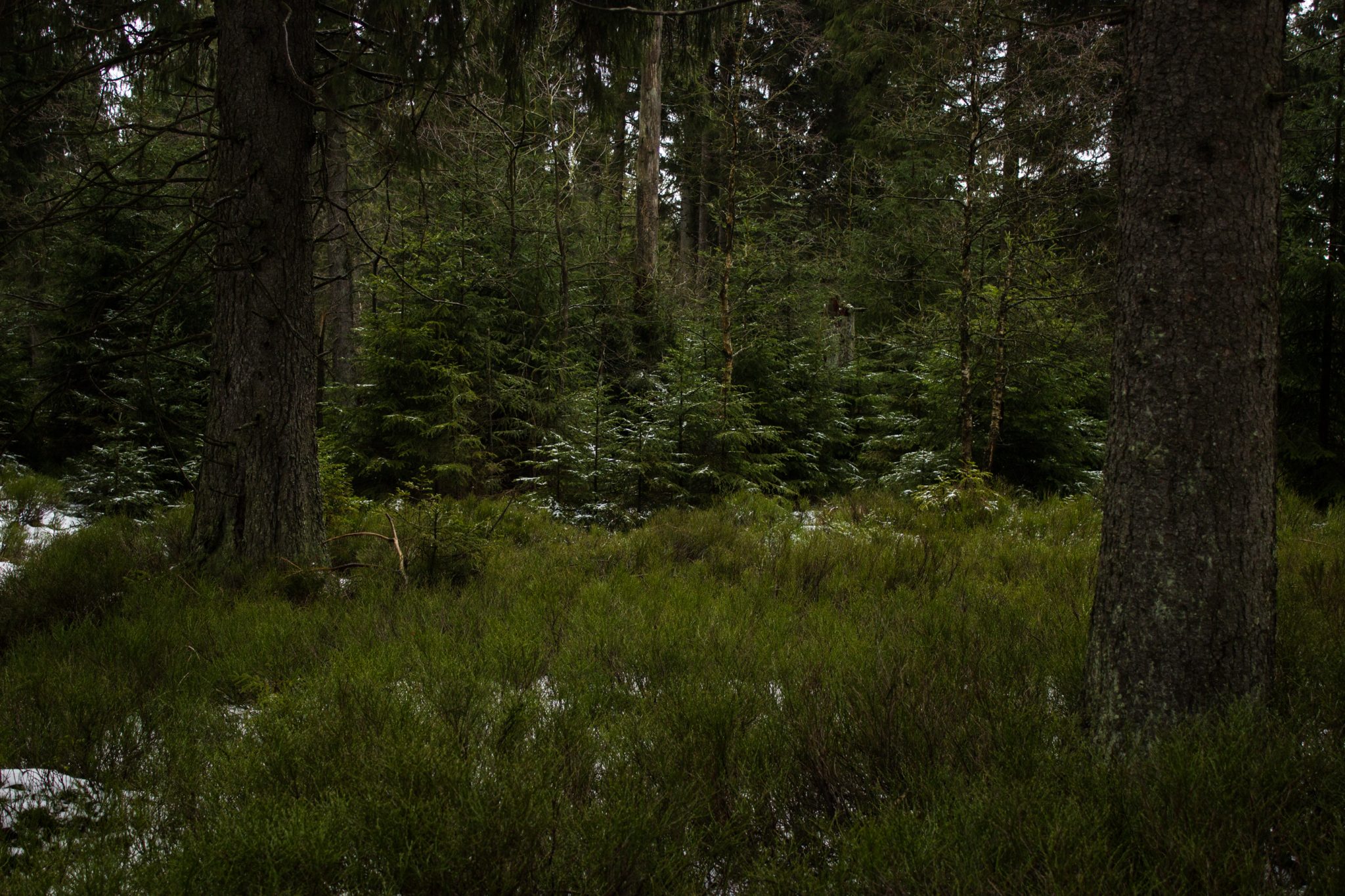Wanderung zum Oderteich von Torfhaus im Harz über Märchenweg, Rehberger Graben und durch das Odertal, Wanderung im Harz in Niedersachsen, verschneite Winterlandschaft entlang des Märchenwegs, Wanderweg durch schönen Wald