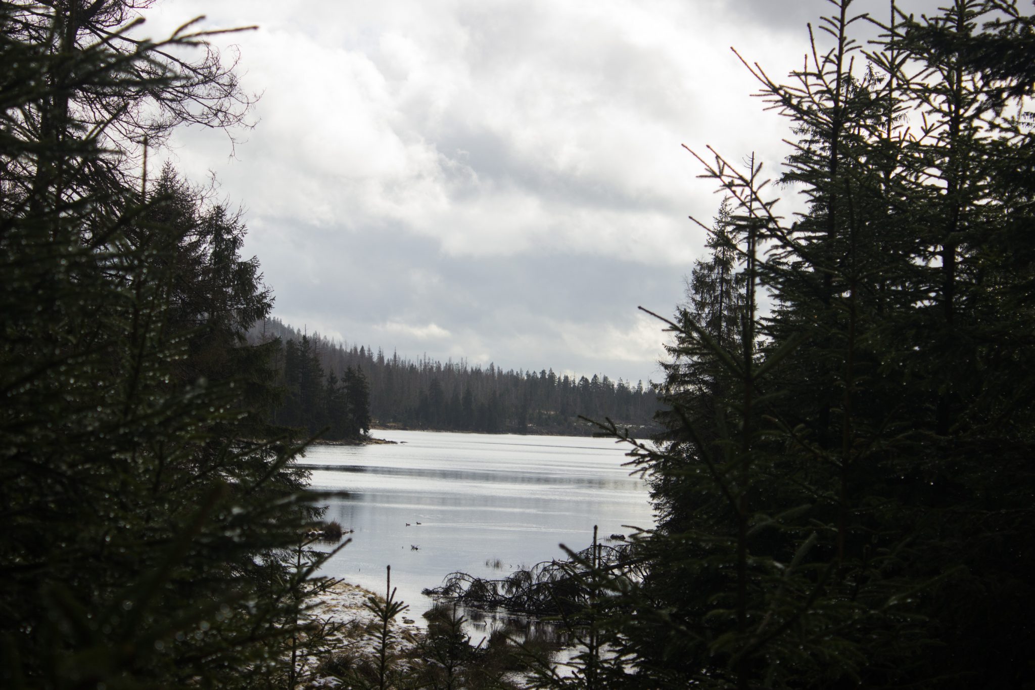 Wanderung zum Oderteich von Torfhaus im Harz über Märchenweg, Rehberger Graben und durch das Odertal, Wanderung im Harz in Niedersachsen, verschneite Winterlandschaft, Ausblick auf den Oderteich umgeben von schönem Wald
