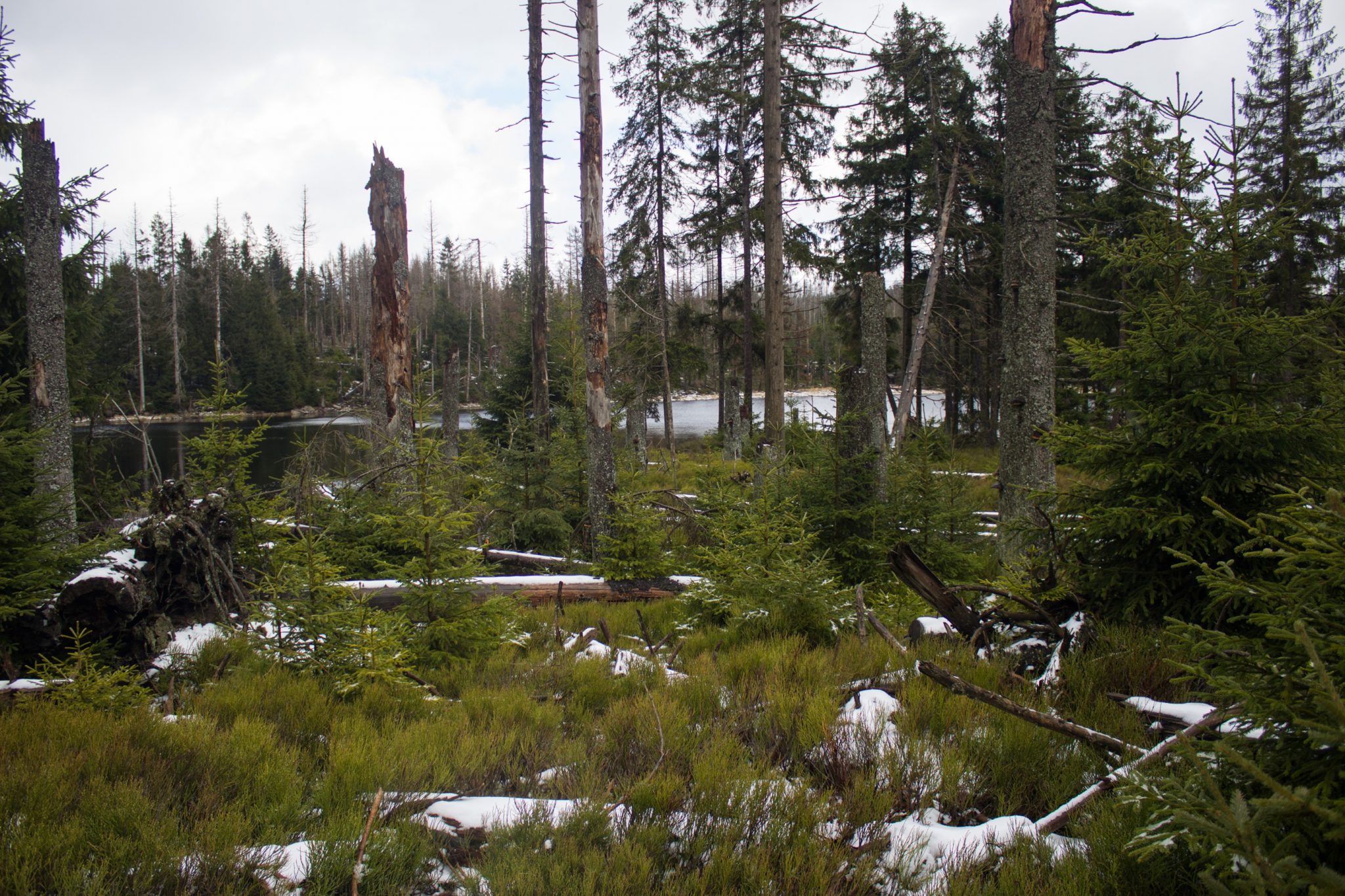 Wanderung zum Oderteich von Torfhaus im Harz über Märchenweg, Rehberger Graben und durch das Odertal, Wanderung im Harz in Niedersachsen, verschneite Winterlandschaft, Ausblick auf den Oderteich durch den Wald,verschneite Winterlandschaft, teils umgefallene und abgeknickte Bäume