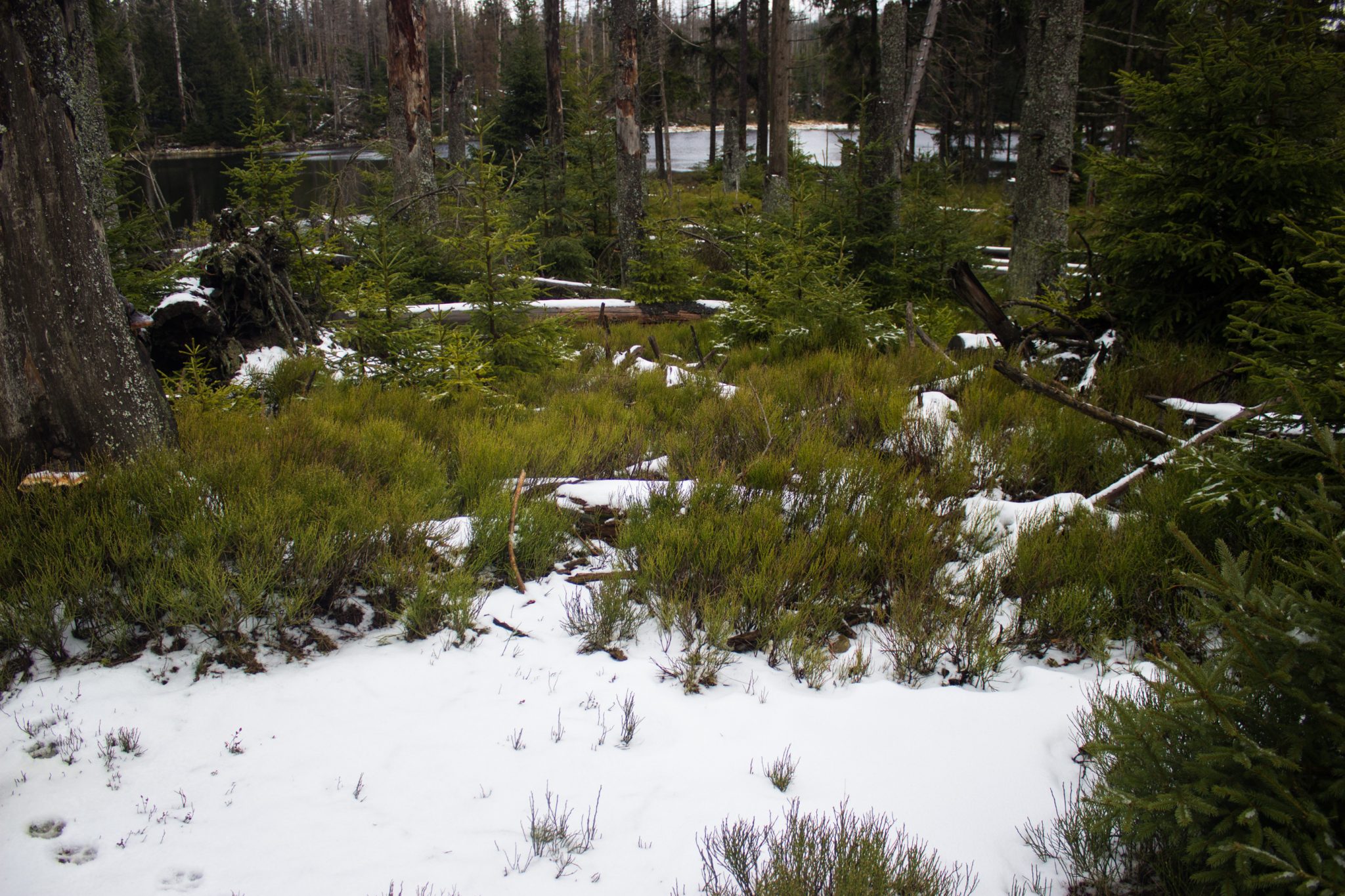 Wanderung zum Oderteich von Torfhaus im Harz über Märchenweg, Rehberger Graben und durch das Odertal, Wanderung im Harz in Niedersachsen, verschneite Winterlandschaft, Ausblick auf den Oderteich durch den Wald,verschneite Winterlandschaft, teils umgefallene und abgeknickte Bäume, Schnee schmilzt
