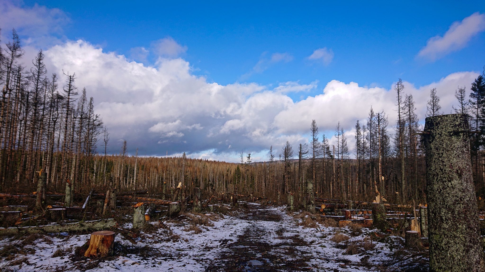 Wanderung zum Oderteich von Torfhaus im Harz über Märchenweg, Rehberger Graben und durch das Odertal, Wanderung im Harz in Niedersachsen, verschneite Winterlandschaft beim Rundweg Rehberger Graben, weite Aussicht auf stark abgestorbenen Wald durch den Borkenkäfer, viele umgefallene und abgeknickte Bäume