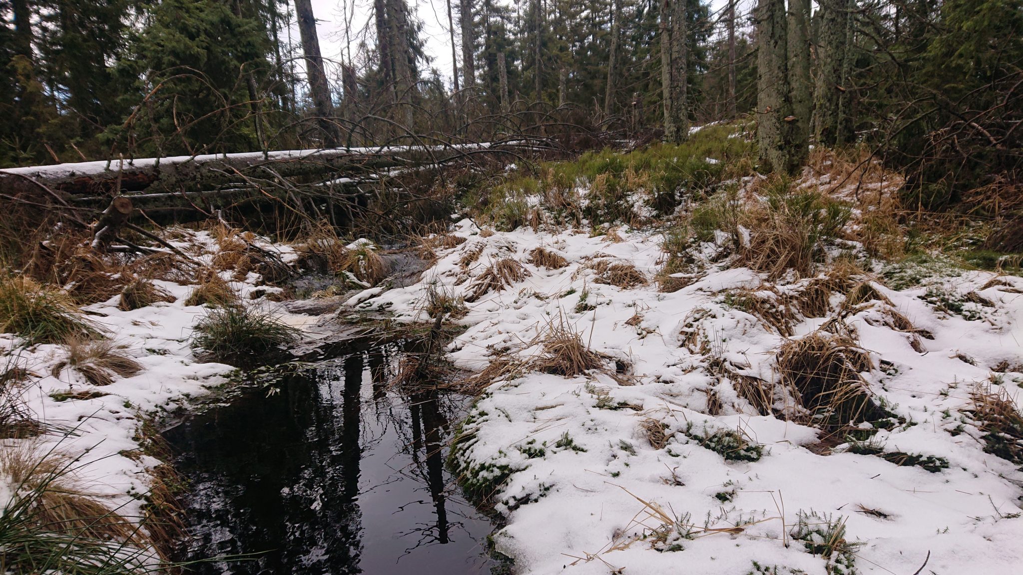 Wanderung zum Oderteich von Torfhaus im Harz über Märchenweg, Rehberger Graben und durch das Odertal, Wanderung im Harz in Niedersachsen, verschneite Winterlandschaft entlang des Märchenwegs, Sumpf, umgefallene Bäume im schönen Wald