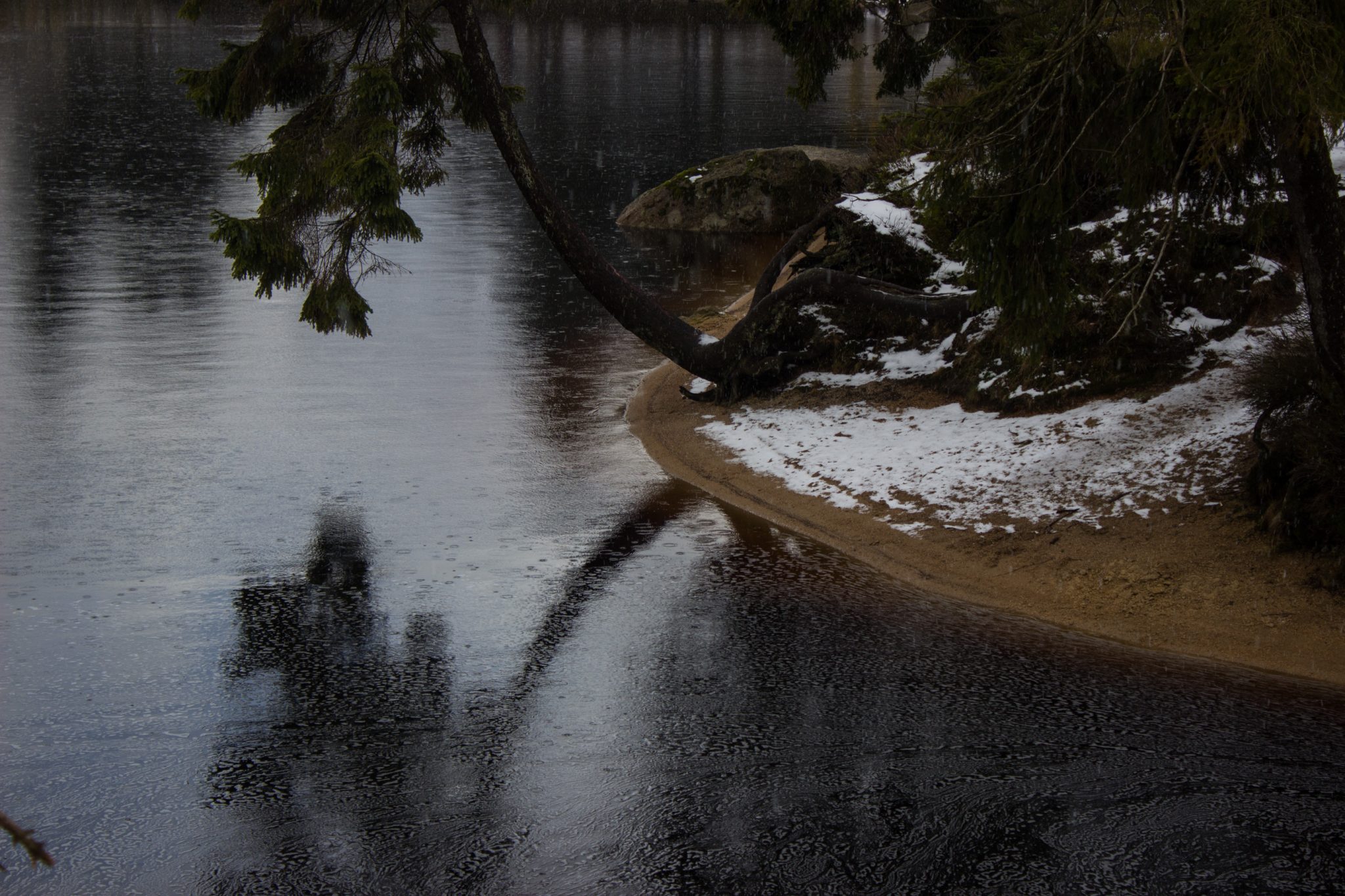 Wanderung zum Oderteich von Torfhaus im Harz über Märchenweg, Rehberger Graben und durch das Odertal, Wanderung im Harz in Niedersachsen, verschneite Winterlandschaft, schöner Oderteich, Baum wächst Richtung Wasser