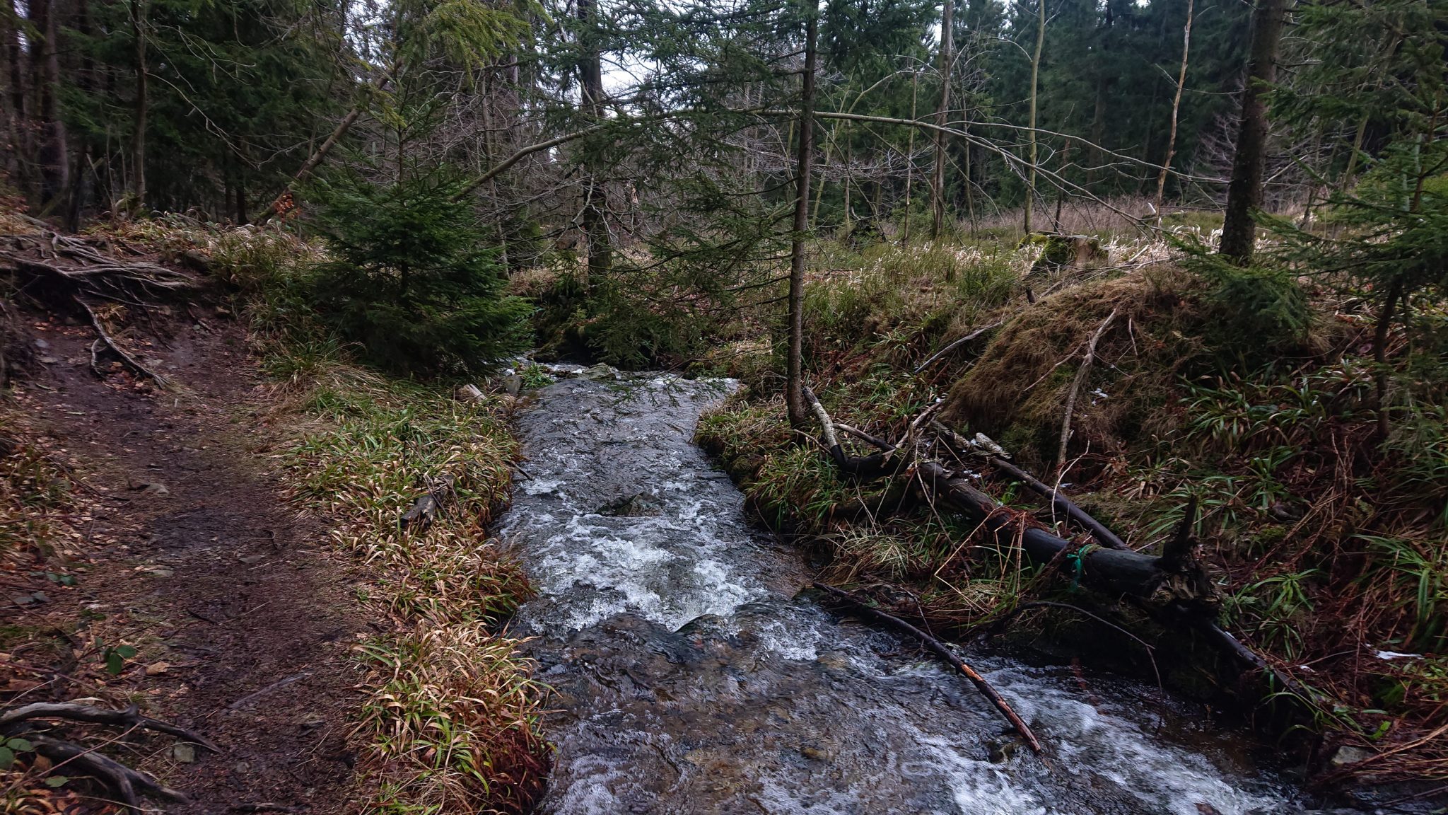 Wanderung zum Oderteich von Torfhaus im Harz über Märchenweg, Rehberger Graben und durch das Odertal, Wanderung im Harz in Niedersachsen, verschneite Winterlandschaft, umgefallene Bäume im schönen Wald, sehr matschiger Wanderweg, Schnee schmilzt, Bäche entstehen