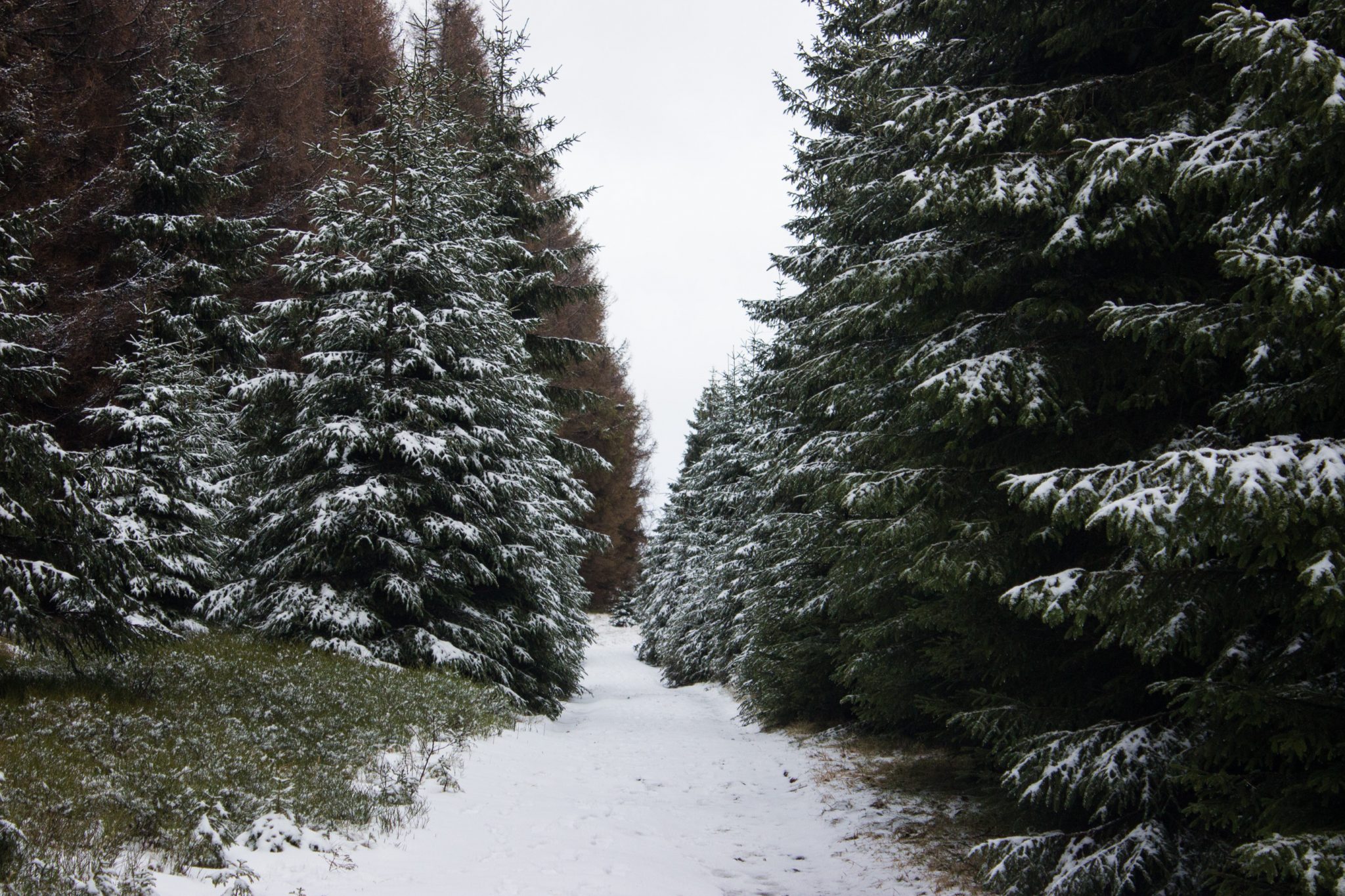 Wanderung zum Oderteich von Torfhaus im Harz über Märchenweg, Rehberger Graben und durch das Odertal, Wanderung im Harz in Niedersachsen, verschneite Winterlandschaft, sehr matschiger Wanderweg, Schnee schmilzt, mit Schnee bedeckte Bäume