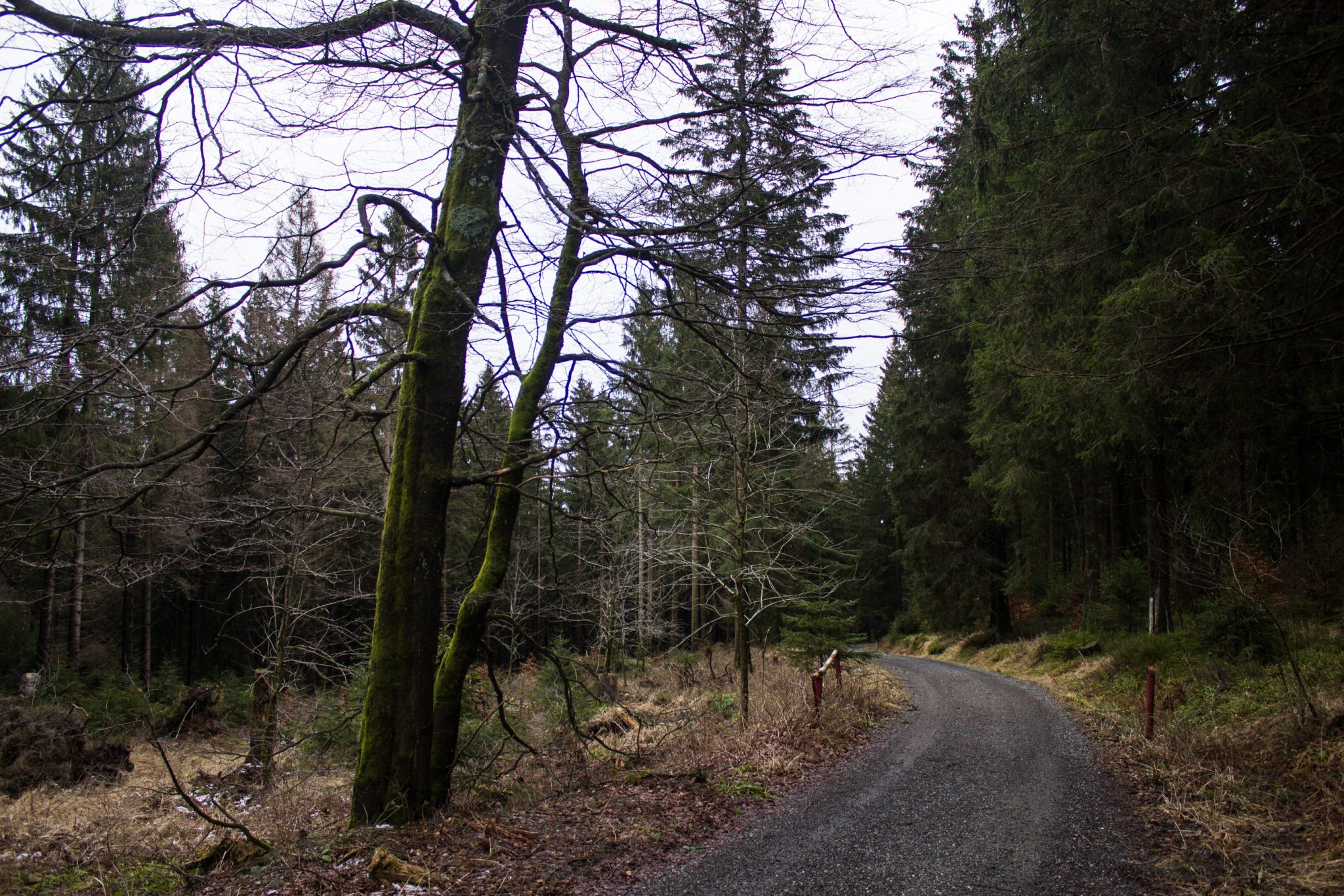 Wanderung zum Oderteich von Torfhaus im Harz über Märchenweg, Rehberger Graben und durch das Odertal, Wanderung im Harz in Niedersachsen, sehr langer Weg durch das Odertal zurück zum Oderteich Richtung Torfhaus, breiter Wanderweg mit Kieselsteinen, umgeben von schönem Wald