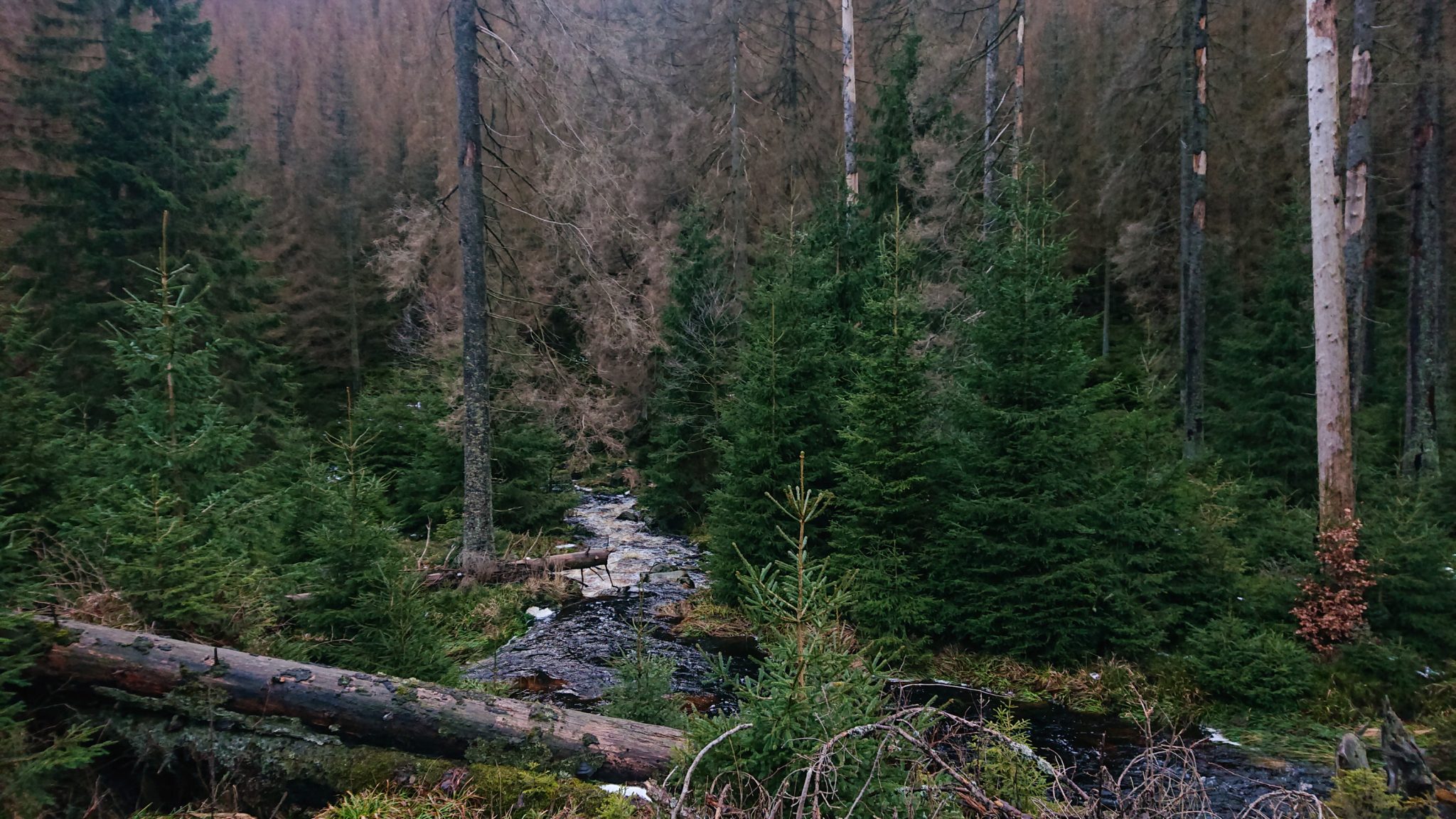 Wanderung zum Oderteich von Torfhaus im Harz über Märchenweg, Rehberger Graben und durch das Odertal, Wanderung im Harz in Niedersachsen, sehr langer Weg zurück Richtung Oderteich im Harz, durch Schneeschmelze entstehen Bäche, umgeben von schönem Wald, umgefallene Bäume