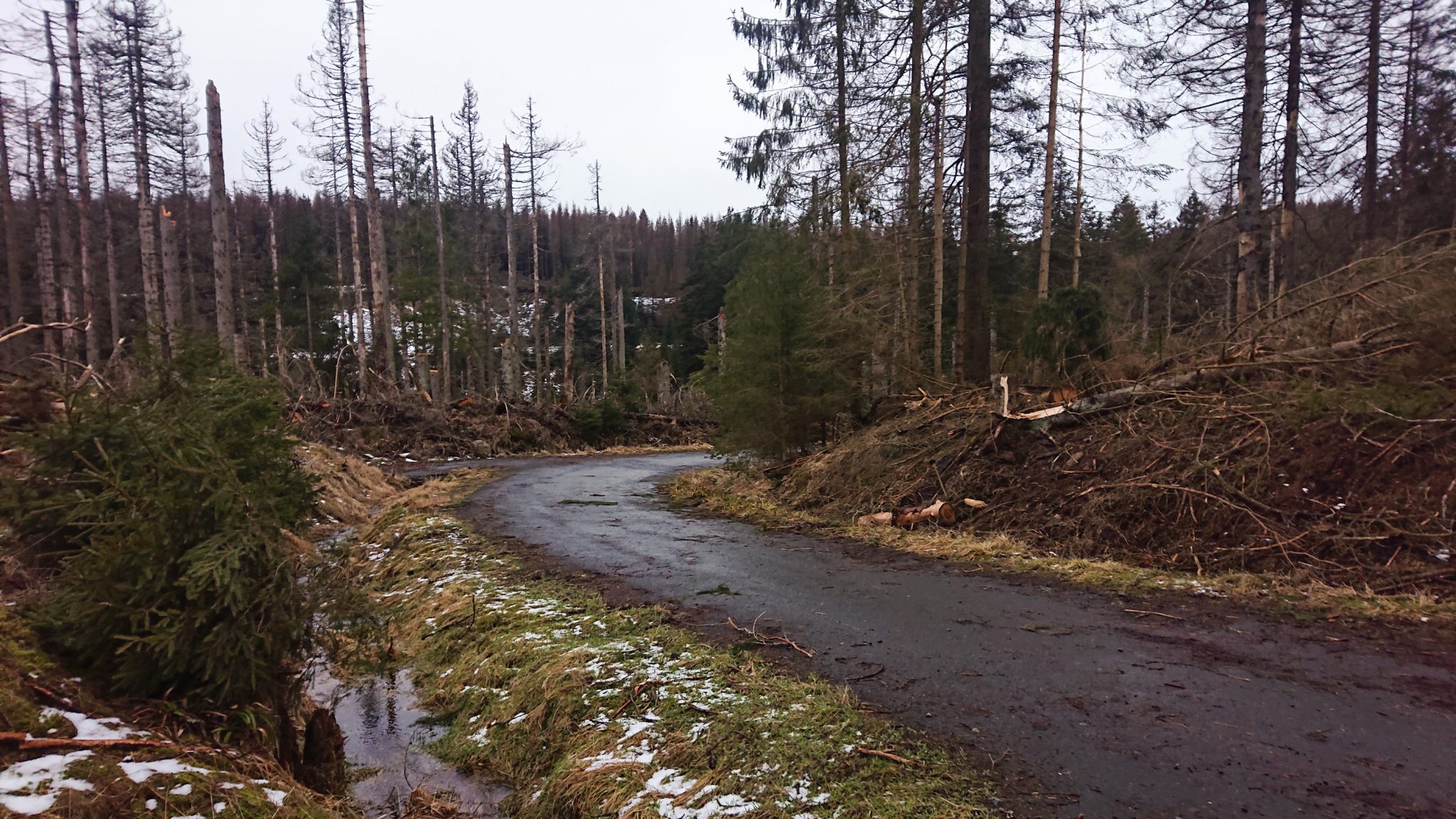 Wanderung zum Oderteich von Torfhaus im Harz über Märchenweg, Rehberger Graben und durch das Odertal, Wanderung im Harz in Niedersachsen, sehr langer Weg durch das Odertal zurück zum Oderteich Richtung Torfhaus, breiter Wanderweg, Aussicht auf stark abgestorbenen Wald durch den Borkenkäfer, viele umgefallene und abgeknickte Bäume