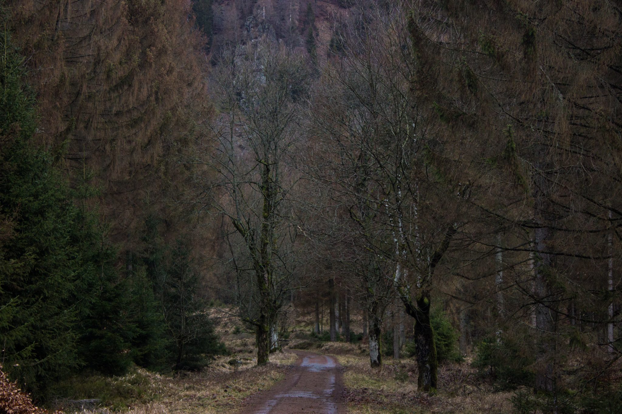 Wanderung zum Oderteich von Torfhaus im Harz über Märchenweg, Rehberger Graben und durch das Odertal, Wanderung im Harz in Niedersachsen, sehr langer Weg durch das Odertal zurück zum Oderteich Richtung Torfhaus, breiter Wanderweg mit Kieselsteinen, umgeben von schönem Wald