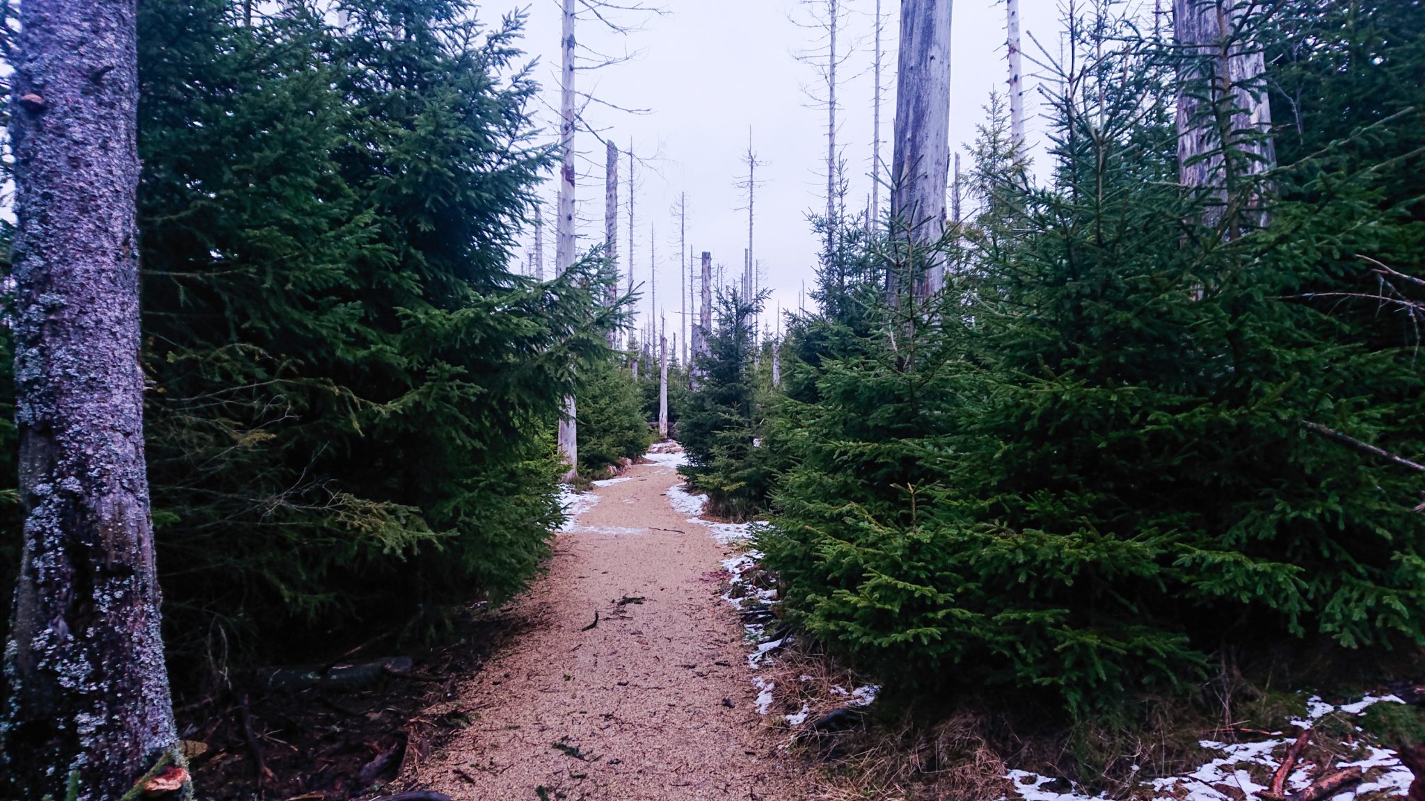 Wanderung zum Oderteich von Torfhaus im Harz über Märchenweg, Rehberger Graben und durch das Odertal, Wanderung im Harz in Niedersachsen, sehr langer Weg durch das Odertal zurück zum Oderteich Richtung Torfhaus, schöner Wanderweg mit Kieselsteinen, umgeben von schönem Wald, teils durch Borkenkäfer abgestorbener Wald