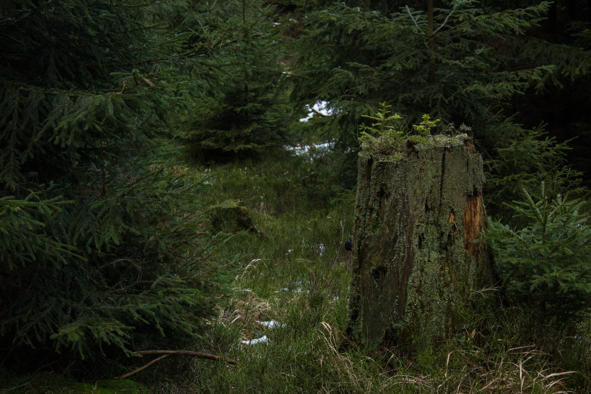 Wanderung zum Oderteich von Torfhaus im Harz über Märchenweg, Rehberger Graben und durch das Odertal, Wanderung im Harz in Niedersachsen, schöner grüner Wald