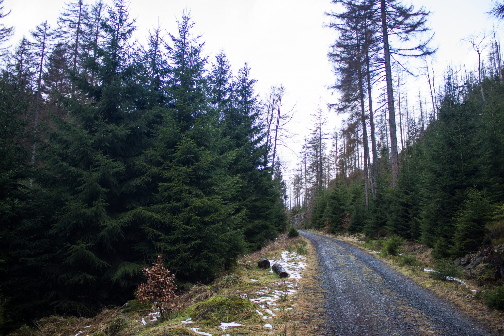 Wanderung zum Oderteich von Torfhaus im Harz über Märchenweg, Rehberger Graben und durch das Odertal, Wanderung im Harz in Niedersachsen, sehr langer Weg durch das Odertal zurück zum Oderteich Richtung Torfhaus, schöner Wanderweg mit Kieselsteinen, umgeben von schönem Wald, teils durch Borkenkäfer abgestorbener Wald