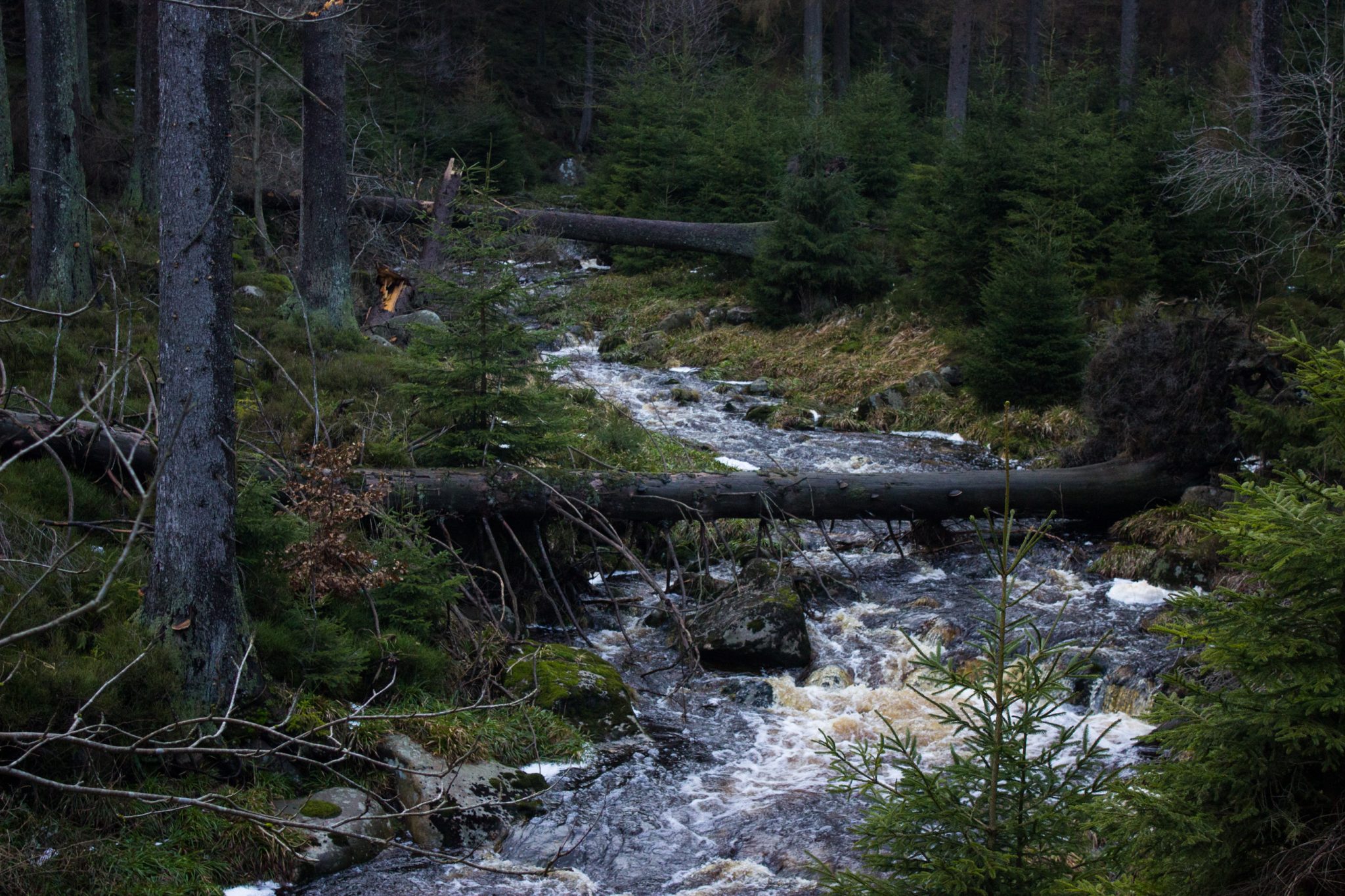 Wanderung zum Oderteich von Torfhaus im Harz über Märchenweg, Rehberger Graben und durch das Odertal, Wanderung im Harz in Niedersachsen, sehr langer Weg durch das Odertal zurück zum Oderteich Richtung Torfhaus, Bäche sind durch Schneeschmelze gefüllt, dadurch teils sehr matschiger Wanderweg, umgefallene Bäume werden liegen gelassen im Nationalpark