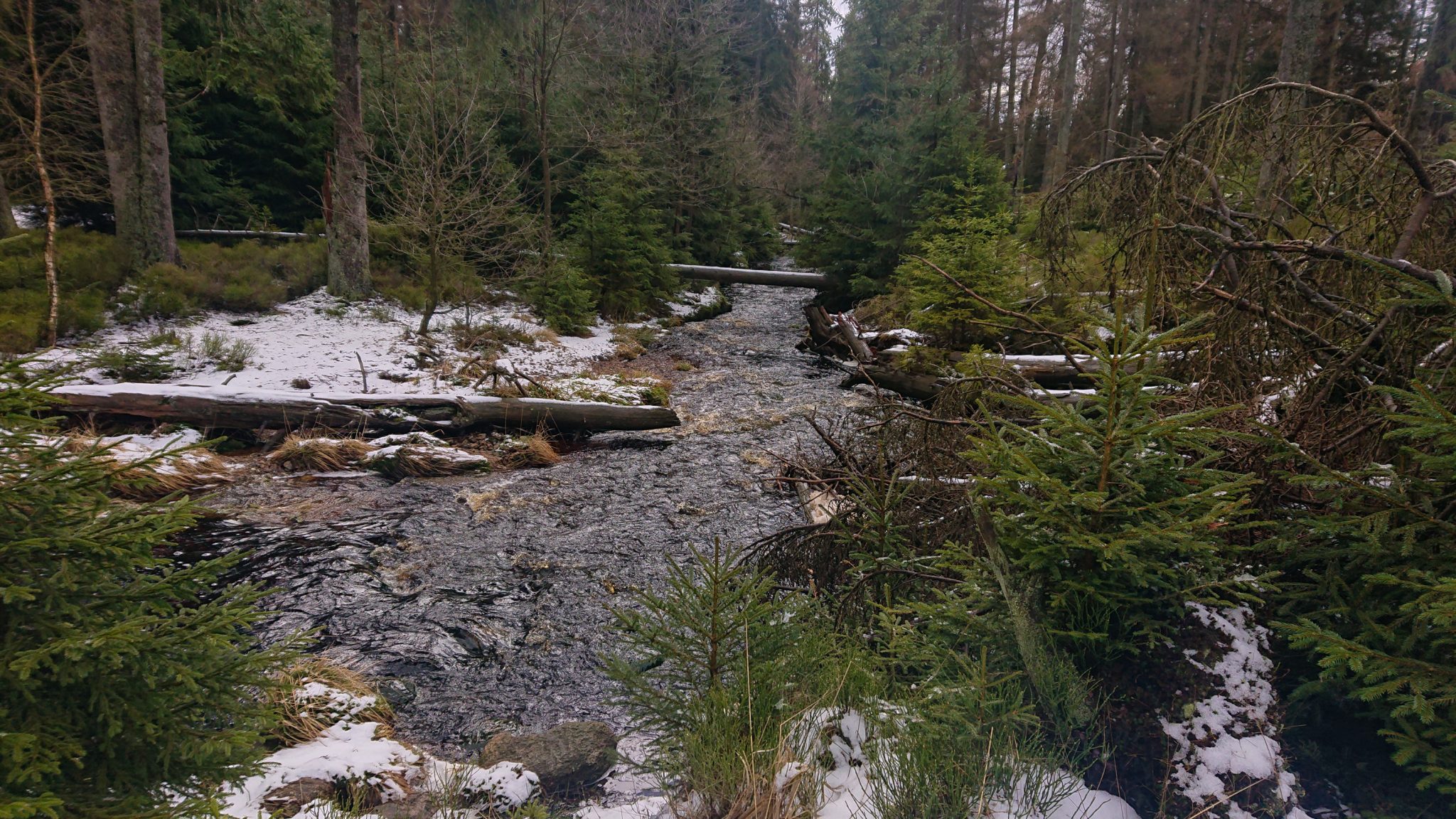 Wanderung zum Oderteich von Torfhaus im Harz über Märchenweg, Rehberger Graben und durch das Odertal, Wanderung im Harz in Niedersachsen, verschneite Winterlandschaft entlang des Märchenwegs, Sumpf, umgefallene Bäume im schönen Wald, sehr matschiger Wanderweg, Schnee schmilzt, Bäche entstehen