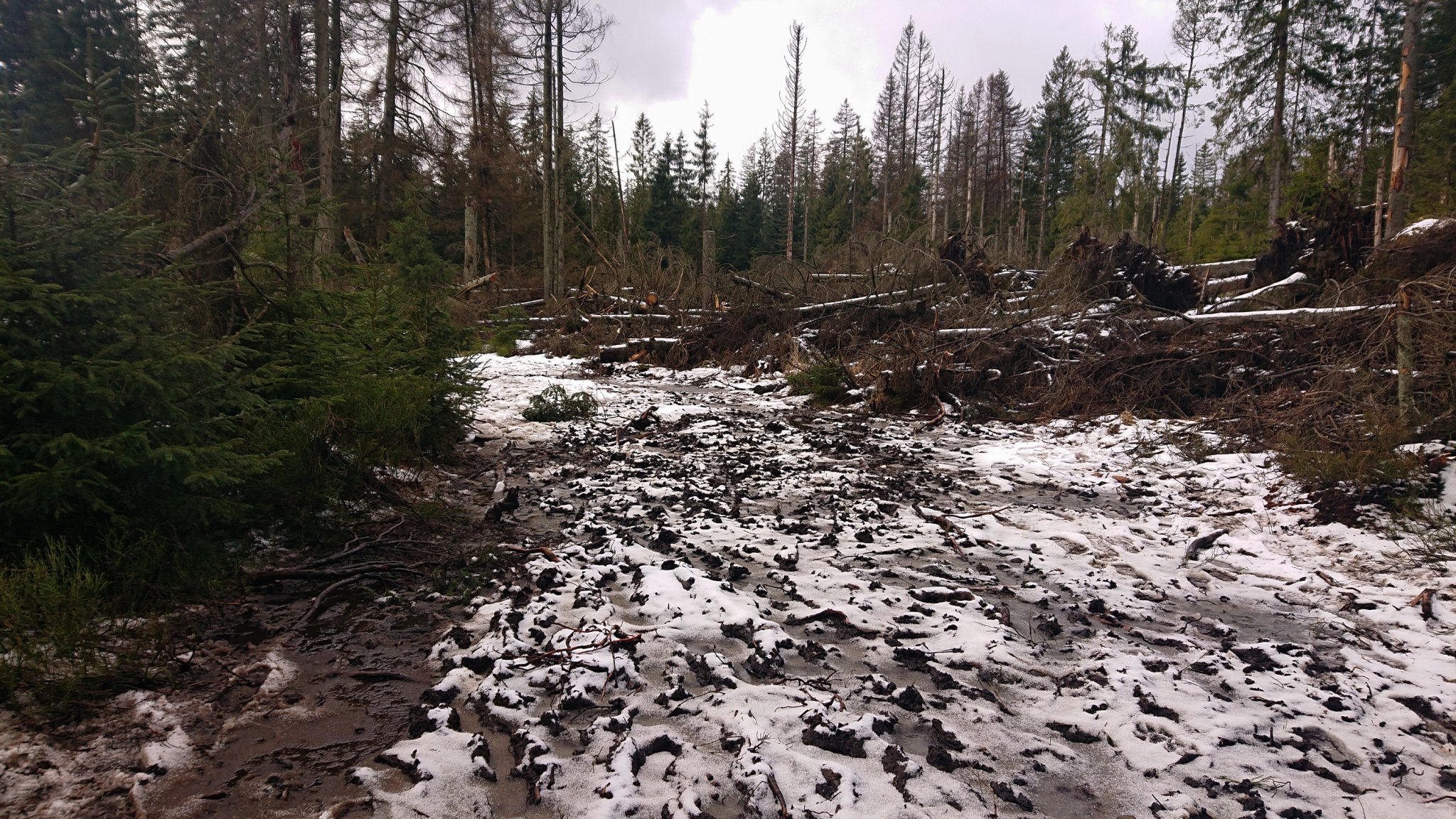 Wanderung zum Oderteich von Torfhaus im Harz über Märchenweg, Rehberger Graben und durch das Odertal, Wanderung im Harz in Niedersachsen, verschneite Winterlandschaft entlang des Märchenwegs, Sumpf, umgefallene Bäume im schönen Wald, sehr matschiger Wanderweg, Schnee schmilzt
