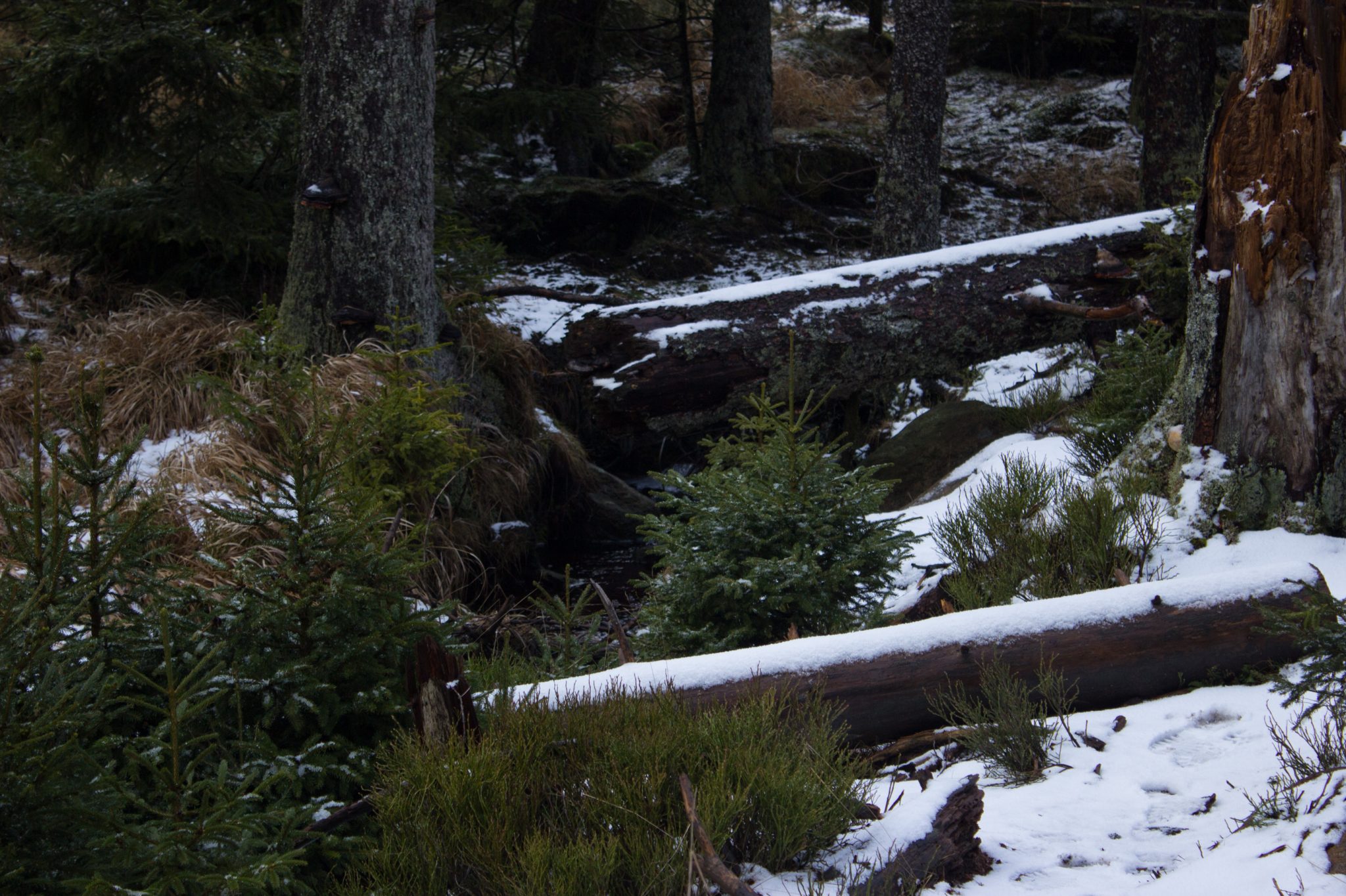 Wanderung zum Oderteich von Torfhaus im Harz über Märchenweg, Rehberger Graben und durch das Odertal, Wanderung im Harz in Niedersachsen, verschneite Winterlandschaft entlang des Märchenwegs, Sumpf, umgefallene Bäume im schönen Wald, sehr matschiger Wanderweg, Schnee schmilzt