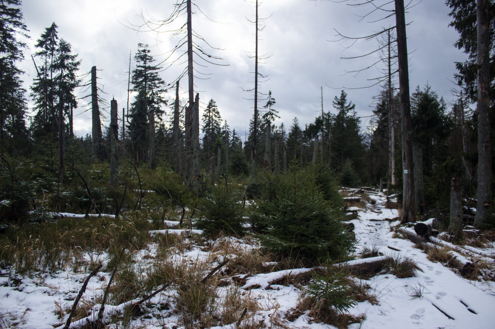 Wanderung zum Oderteich von Torfhaus im Harz über Märchenweg, Rehberger Graben und durch das Odertal, Wanderung im Harz in Niedersachsen, verschneite Winterlandschaft entlang des Märchenwegs, Sumpf, umgefallene Bäume im schönen Wald, sehr matschiger Wanderweg, Schnee schmilzt