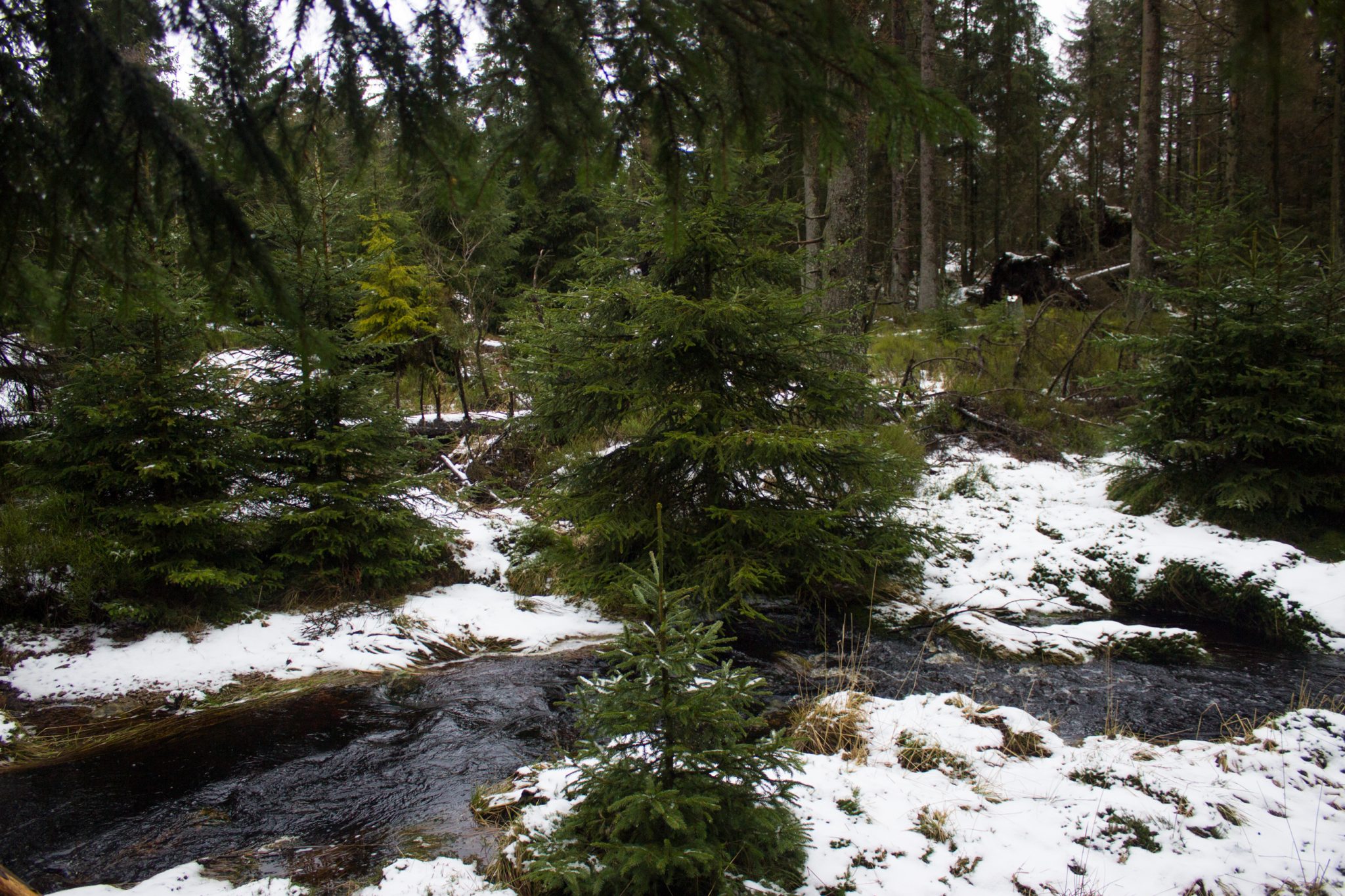Wanderung zum Oderteich von Torfhaus im Harz über Märchenweg, Rehberger Graben und durch das Odertal, Wanderung im Harz in Niedersachsen, verschneite Winterlandschaft entlang des Märchenwegs, Sumpf, umgefallene Bäume im schönen Wald, sehr matschiger Wanderweg, Schnee schmilzt, Bäche entstehen