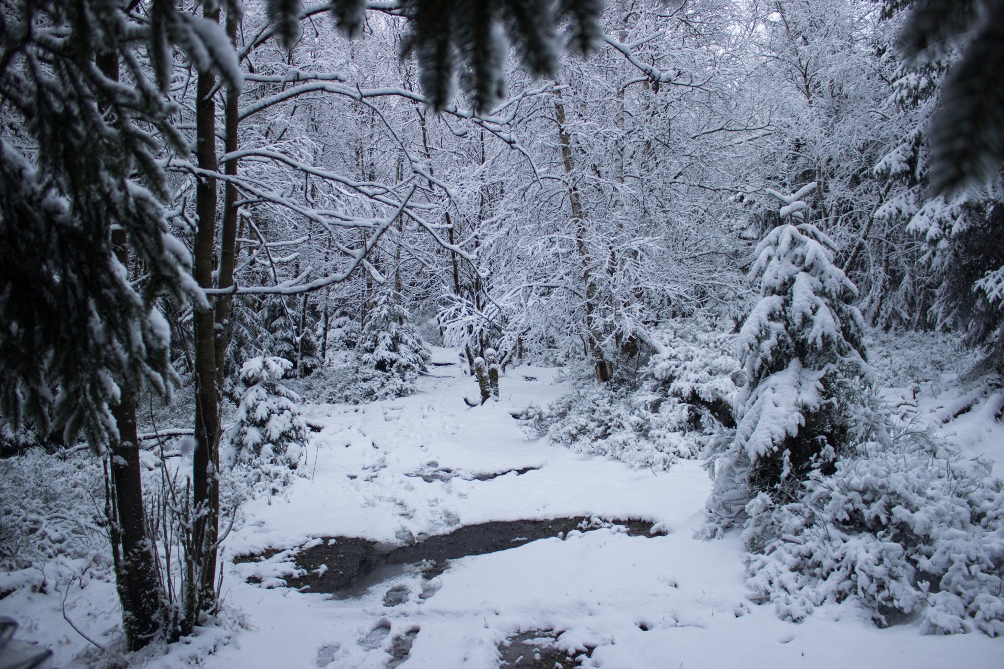 Wandern im Harz bei Torfhaus: Dammgraben, Butterstieg und Wolfswarte, Harz in Niedersachsen, Winterwanderung im Schnee, schneebedeckter Wanderweg und Nadelbäume, umgeben von schönem Wald, Winterlandschaft, Schneematsch von Wanderern