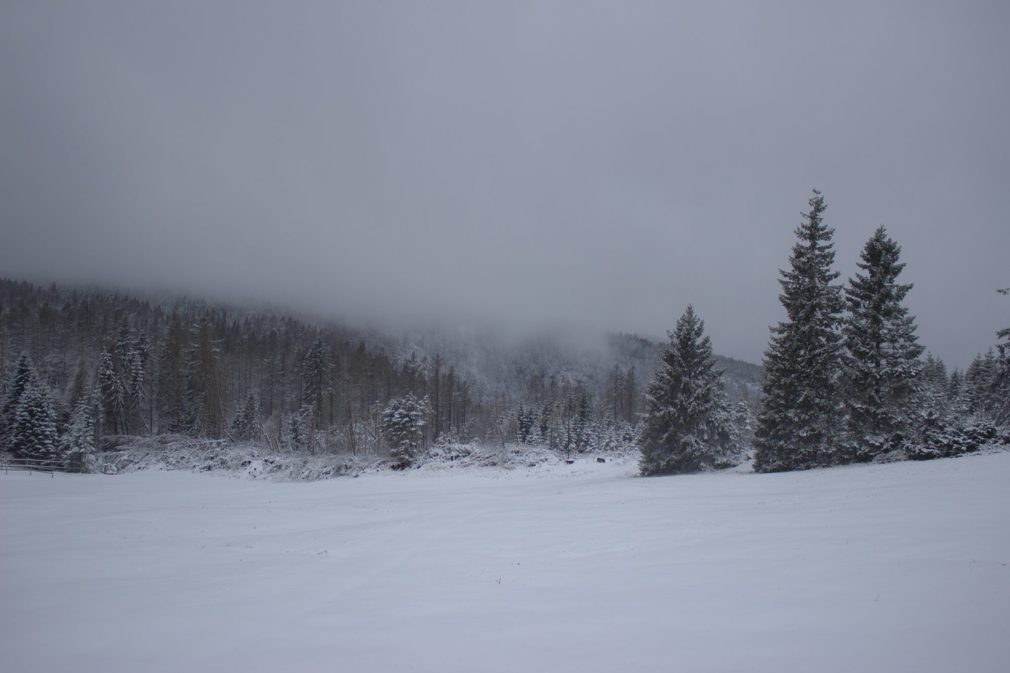 Wandern im Harz bei Torfhaus: Dammgraben, Butterstieg und Wolfswarte, Harz in Niedersachsen, Winterwanderung im Schnee, schneebedeckter Wanderweg und Nadelbäume, umgeben von schönem Wald, Winterlandschaft, Aussicht auf unberührten Schnee und dichte Wolken über Wald mit Nadelbäumen