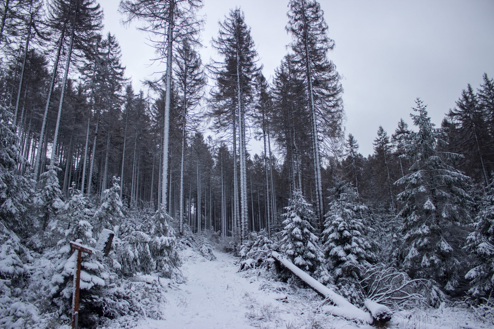 Wandern im Harz bei Torfhaus: Dammgraben, Butterstieg und Wolfswarte, Harz in Niedersachsen, Winterwanderung im Schnee, schneebedeckter Wanderweg und Nadelbäume, umgeben von schönem Wald, Winterlandschaft, Schild mit Wegweiser