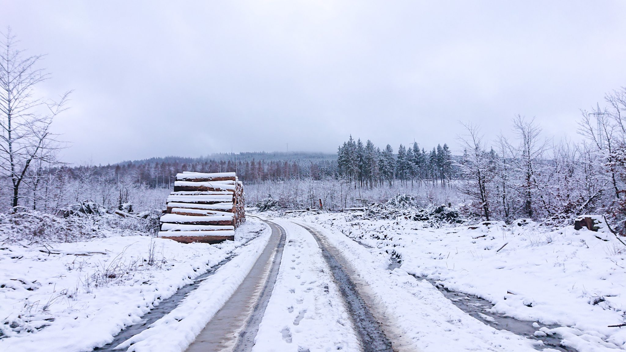 Wandern im Harz bei Torfhaus: Dammgraben, Butterstieg und Wolfswarte, Harz in Niedersachsen, Winterwanderung im Schnee, schneebedeckter Weg auf Forststraße, Nadelbäume teils von Borkenkäfer zerstört und abgeholzt, umgeben von Wald, Winterlandschaft, Schneematsch, abgeholzte Bäume am Wegrand