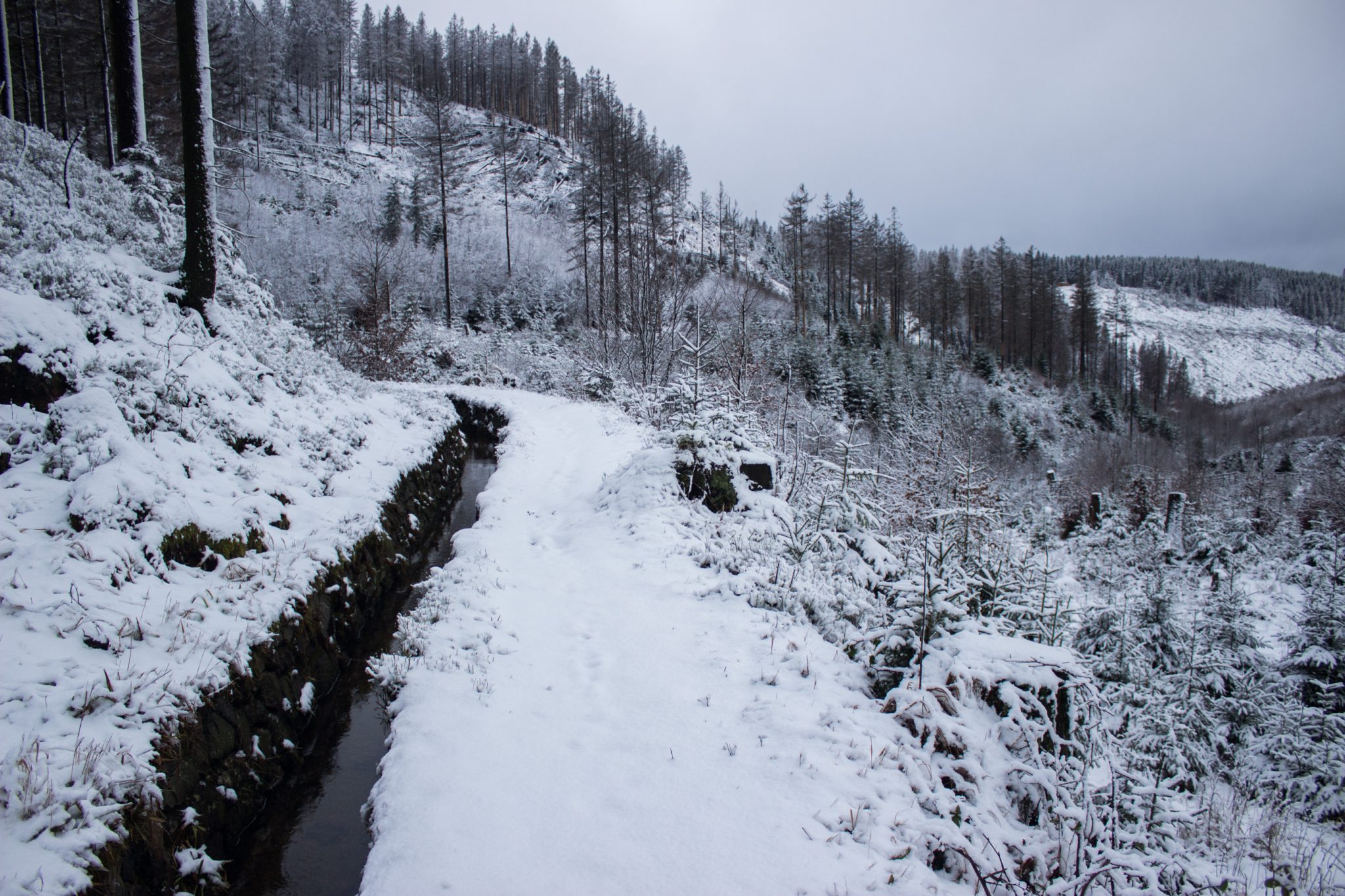 Wandern im Harz bei Torfhaus: Dammgraben, Butterstieg und Wolfswarte, Harz in Niedersachsen, Winterwanderung im Schnee, schneebedeckter Wanderweg beim Oberharzer Wasserregal entlang, umgeben von schönem Wald, mit Schnee bedeckte Bäume, Winterlandschaft