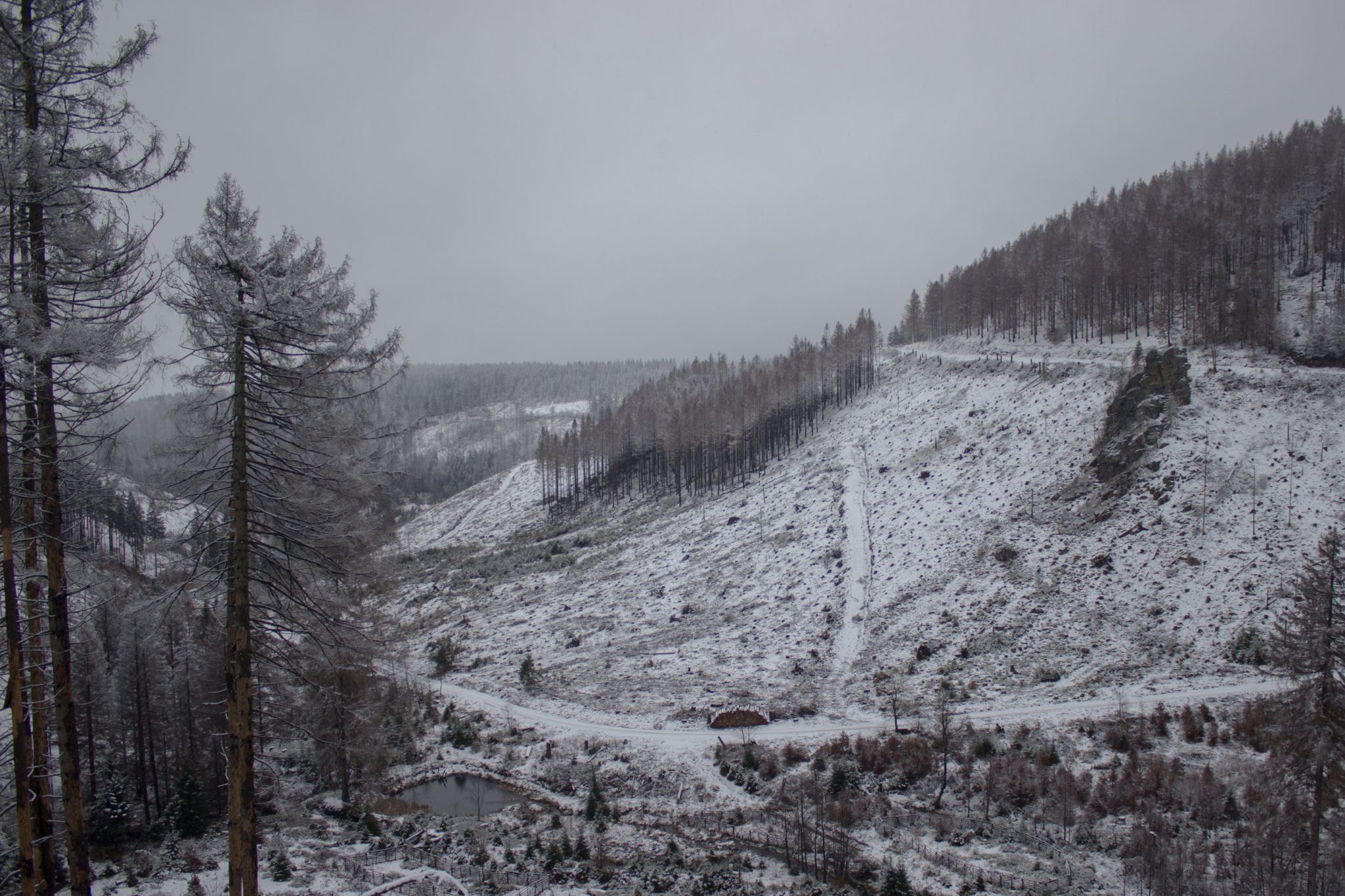 Wandern im Harz bei Torfhaus: Dammgraben, Butterstieg und Wolfswarte, Harz in Niedersachsen, Winterwanderung im Schnee, schneebedeckter Wanderweg und Nadelbäume, umgeben von Wald, Winterlandschaft, Aussicht auf dichte Wolken und durch Borkenkäfer zerstörten Wald, Wanderweg in der Ferne sichtbar