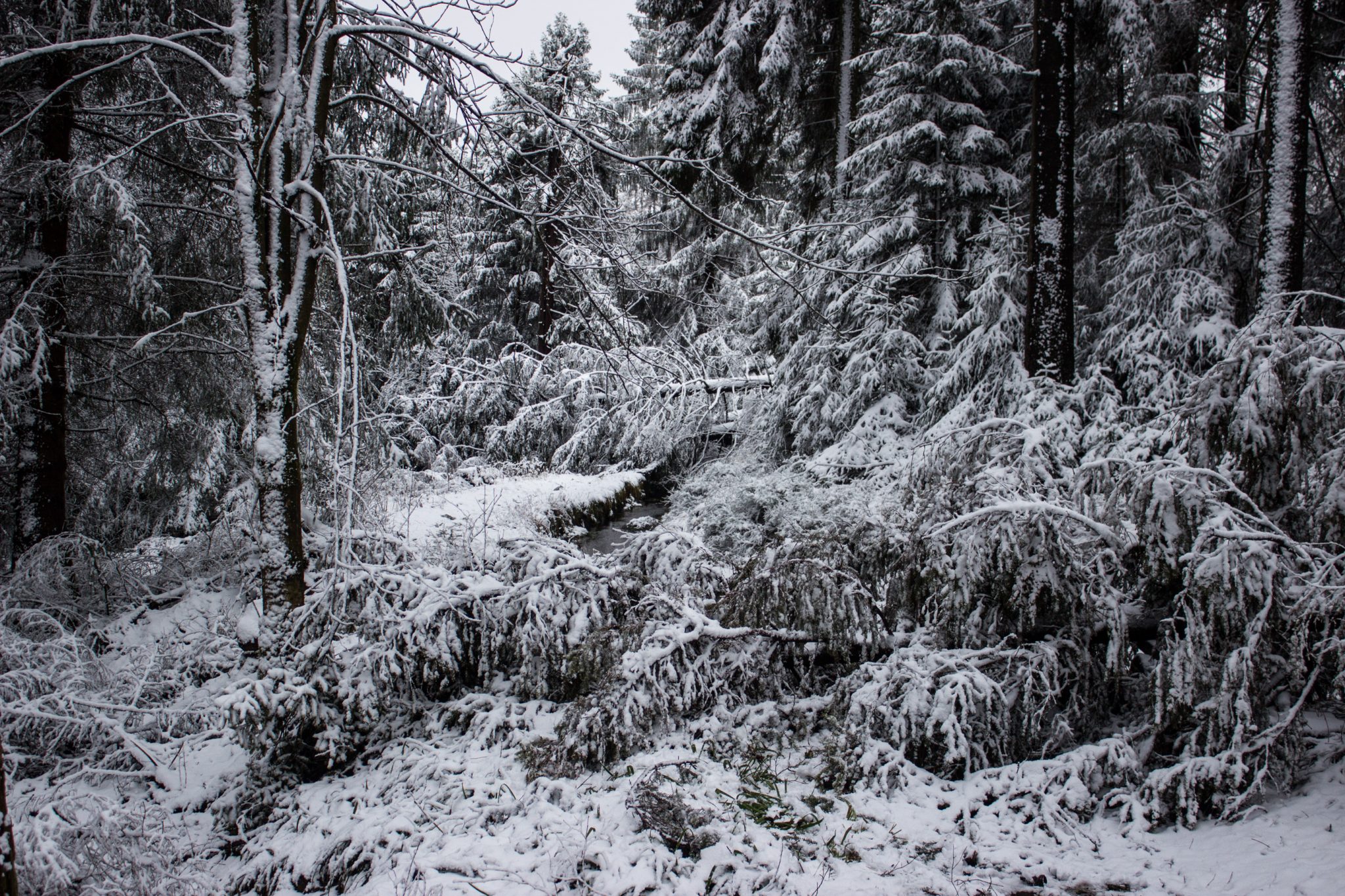 Wandern im Harz bei Torfhaus: Dammgraben, Butterstieg und Wolfswarte, Harz in Niedersachsen, Winterwanderung im Schnee, schneebedeckter Wanderweg und Nadelbäume, umgeben von schönem und dichtem Wald, Winterlandschaft