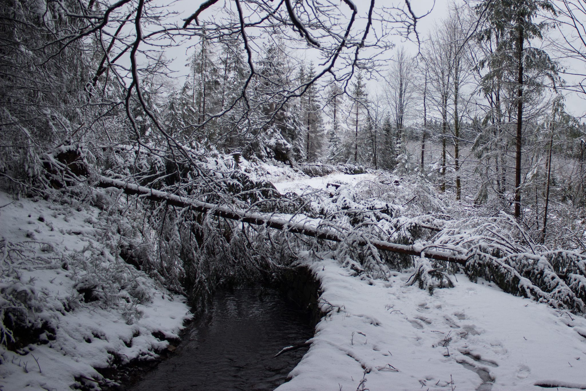 Wandern im Harz bei Torfhaus: Dammgraben, Butterstieg und Wolfswarte, Harz in Niedersachsen, Winterwanderung im Schnee, schneebedeckter Wanderweg beim Oberharzer Wasserregal, umgeben von schönem Wald, mit Schnee bedeckte Bäume, Winterlandschaft, umgefallene Bäume versperren Sicht und Wanderweg