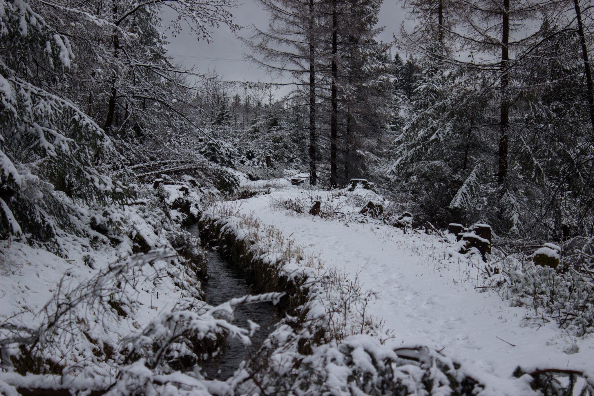 Wandern im Harz bei Torfhaus: Dammgraben, Butterstieg und Wolfswarte, Harz in Niedersachsen, Winterwanderung im Schnee, schneebedeckter Wanderweg beim Oberharzer Wasserregal, umgeben von schönem Wald, mit Schnee bedeckte Bäume, Winterlandschaft
