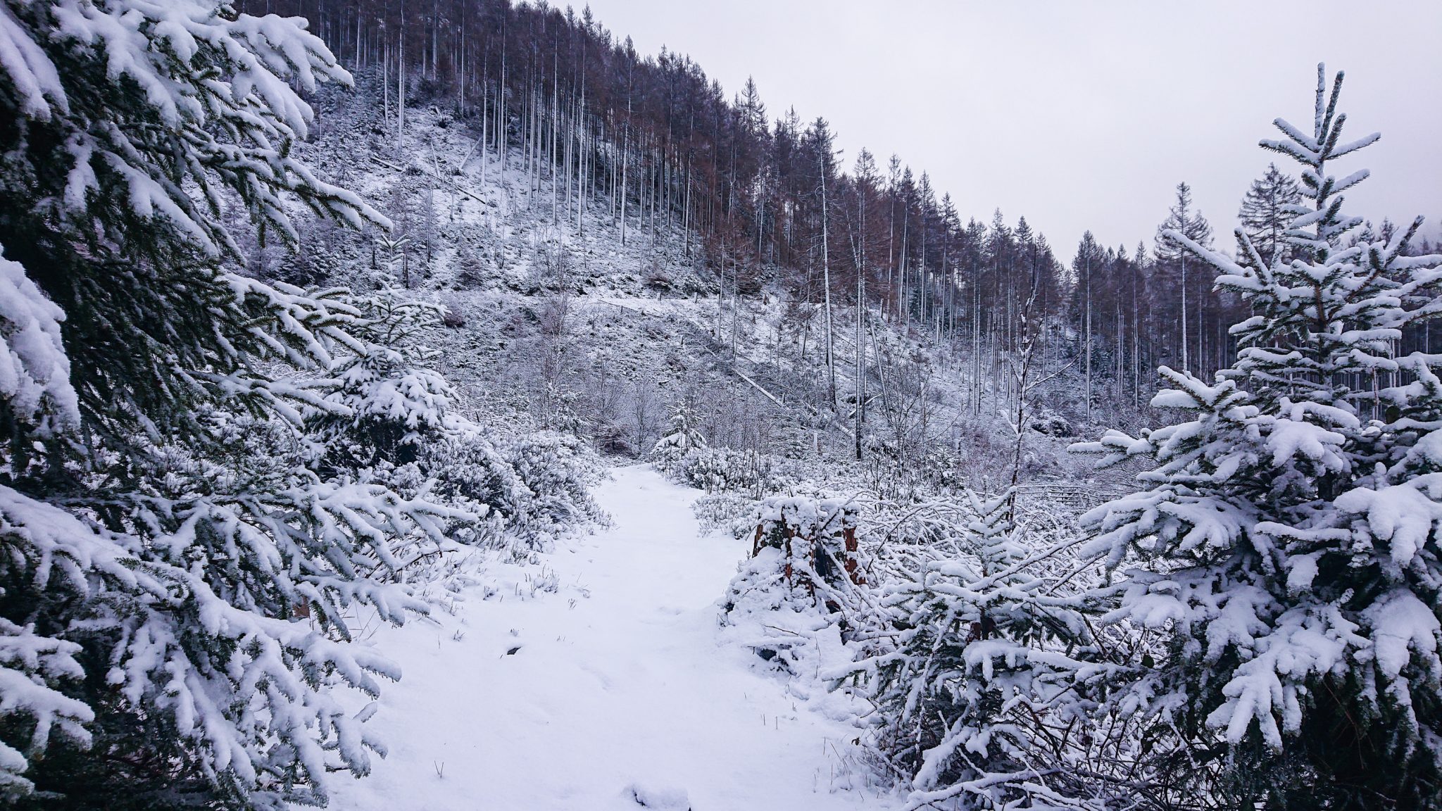 Wandern im Harz bei Torfhaus: Dammgraben, Butterstieg und Wolfswarte, Harz in Niedersachsen, Winterwanderung im Schnee, schöner Wanderweg, schneebedeckte Bäume und Weg