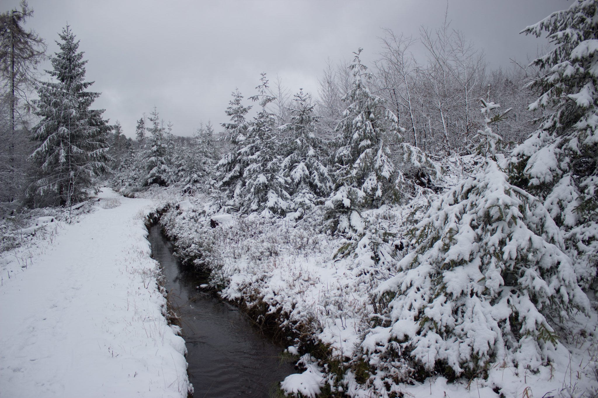 Wandern im Harz bei Torfhaus: Dammgraben, Butterstieg und Wolfswarte, Harz in Niedersachsen, Winterwanderung im Schnee, schneebedeckter Wanderweg am Oberharzer Wasserregal entlang, sehr schön und idyllisch, umgeben von schönem Wald, mit Schnee bedeckte Bäume, Winterlandschaft