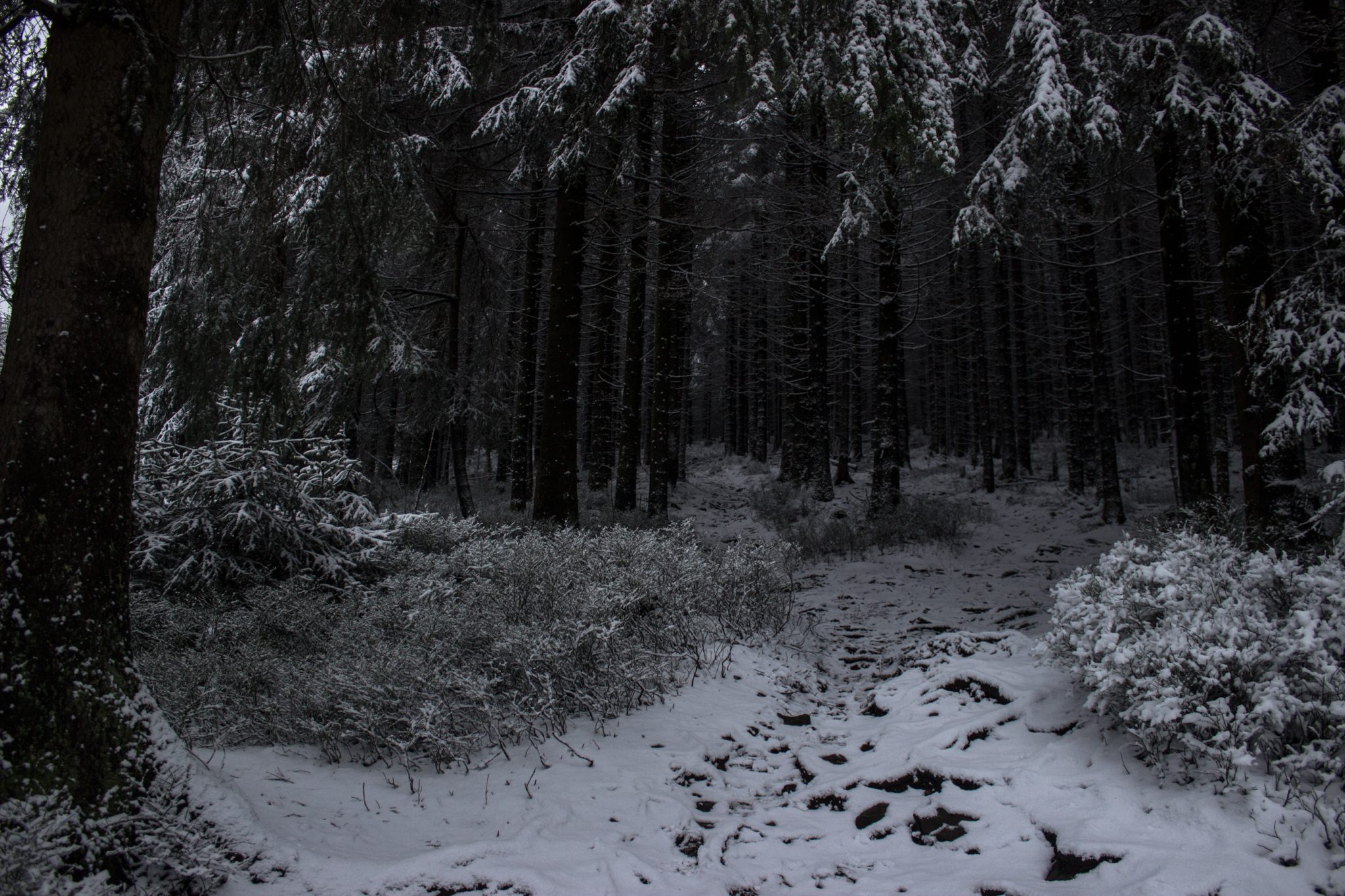 Wandern im Harz bei Torfhaus: Dammgraben, Butterstieg und Wolfswarte, Harz in Niedersachsen, Winterwanderung im Schnee, schneebedeckter Wanderweg und Nadelbäume, umgeben von schönem Wald, Winterlandschaft