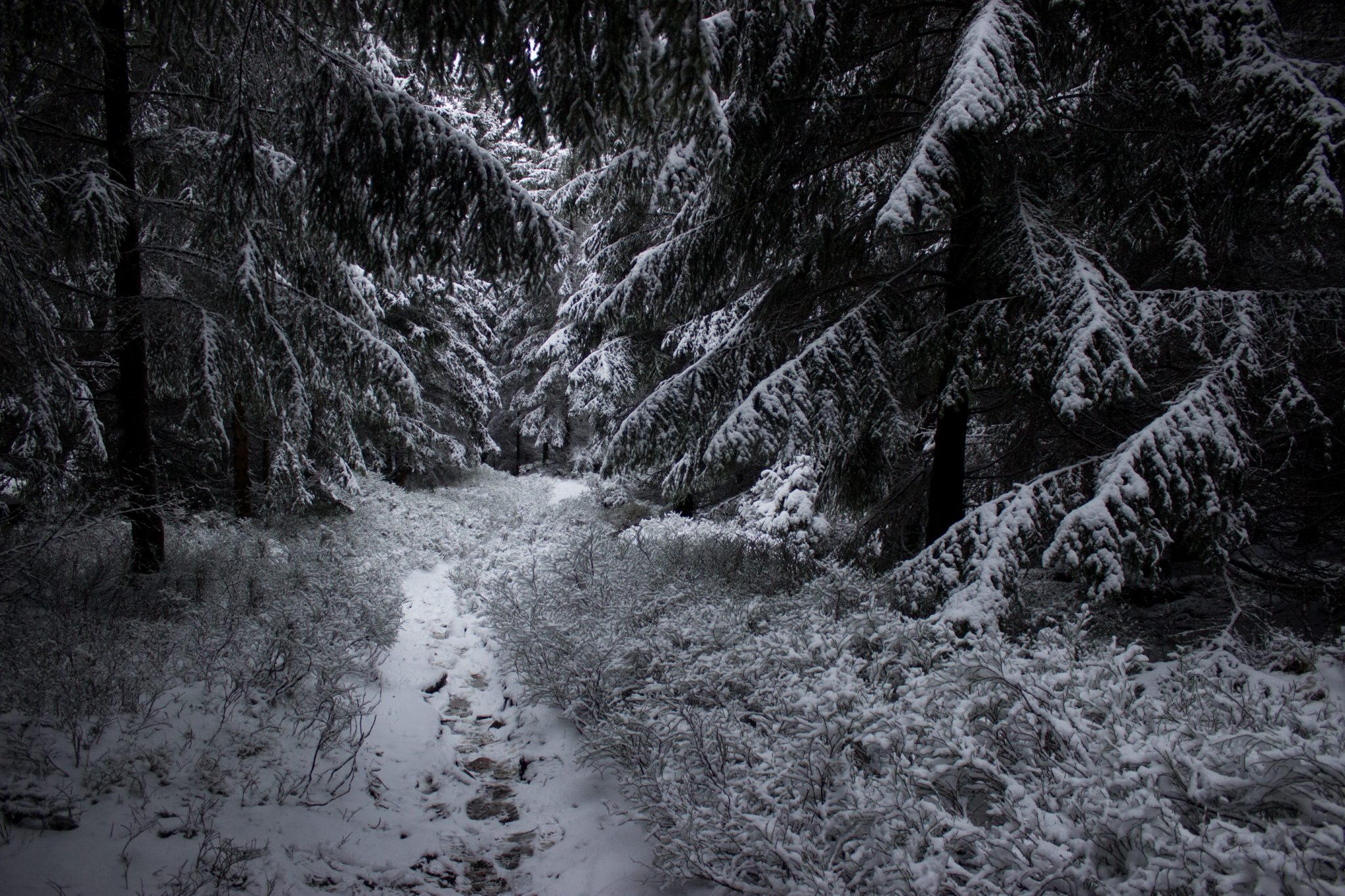 Wandern im Harz bei Torfhaus: Dammgraben, Butterstieg und Wolfswarte, Harz in Niedersachsen, Winterwanderung im Schnee, schneebedeckter schmaler Wanderweg und Nadelbäume, umgeben von schönem Wald, Winterlandschaft mit Fußabdrücken der Wanderer