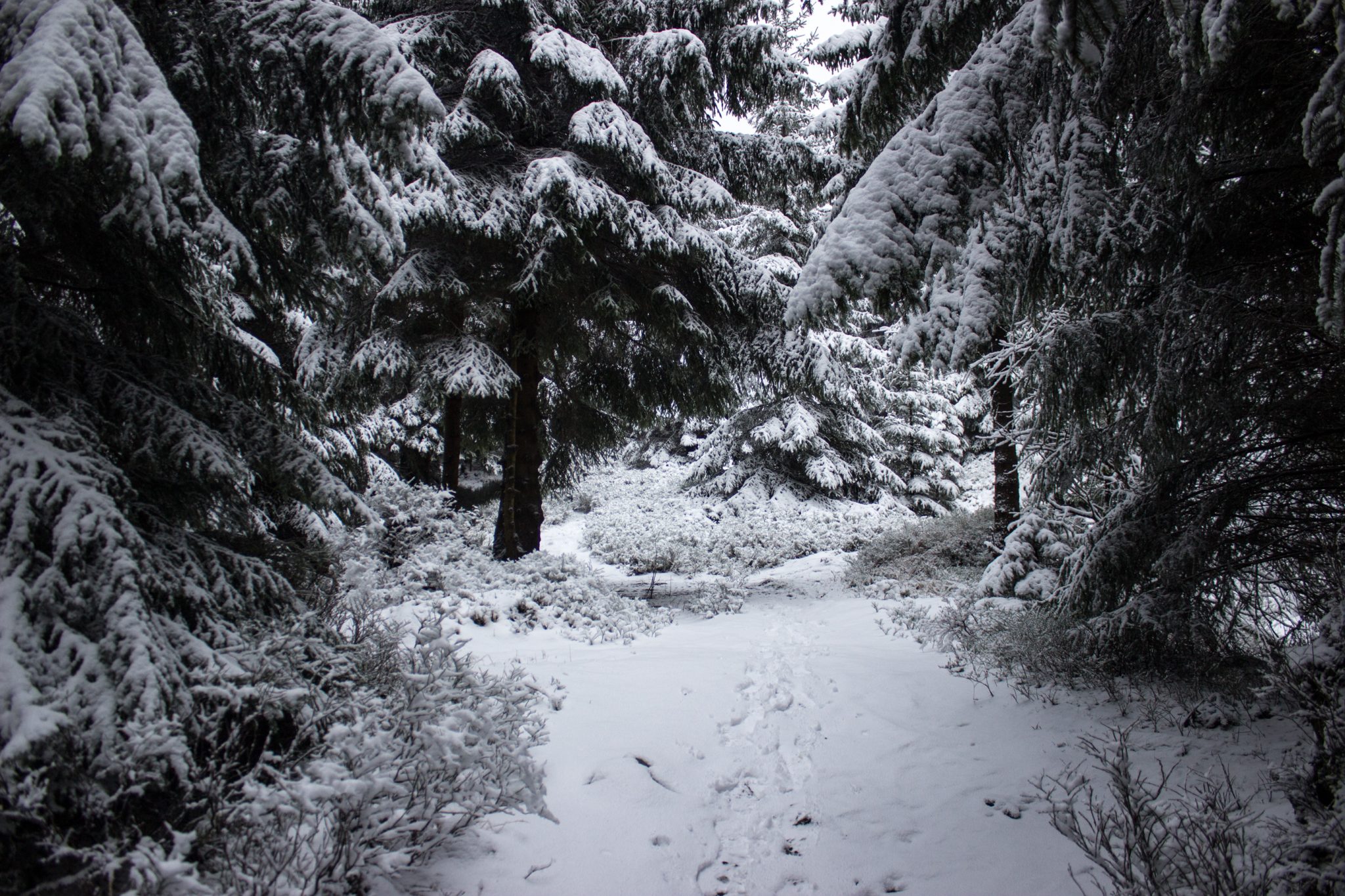 Wandern im Harz bei Torfhaus: Dammgraben, Butterstieg und Wolfswarte, Harz in Niedersachsen, Winterwanderung im Schnee, schneebedeckter schmaler Wanderweg und Nadelbäume, umgeben von schönem Wald, Winterlandschaft mit Fußabdrücken der Wanderer