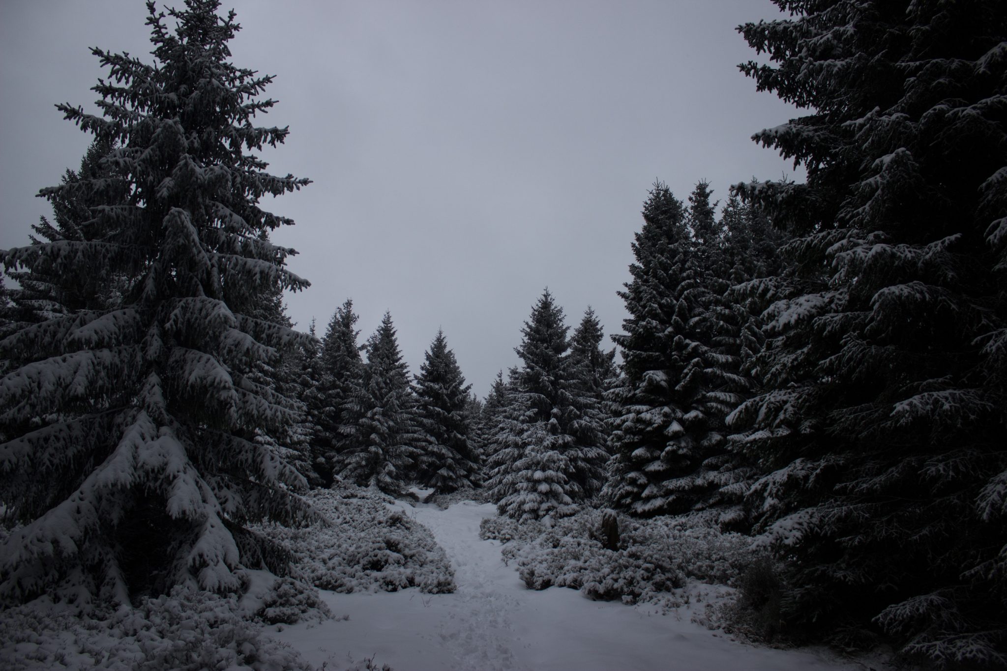Wandern im Harz bei Torfhaus: Dammgraben, Butterstieg und Wolfswarte, Harz in Niedersachsen, Winterwanderung im Schnee, schneebedeckter schmaler Wanderweg und Nadelbäume, umgeben von schönem Wald, Winterlandschaft mit Fußabdrücken der Wanderer im Schnee