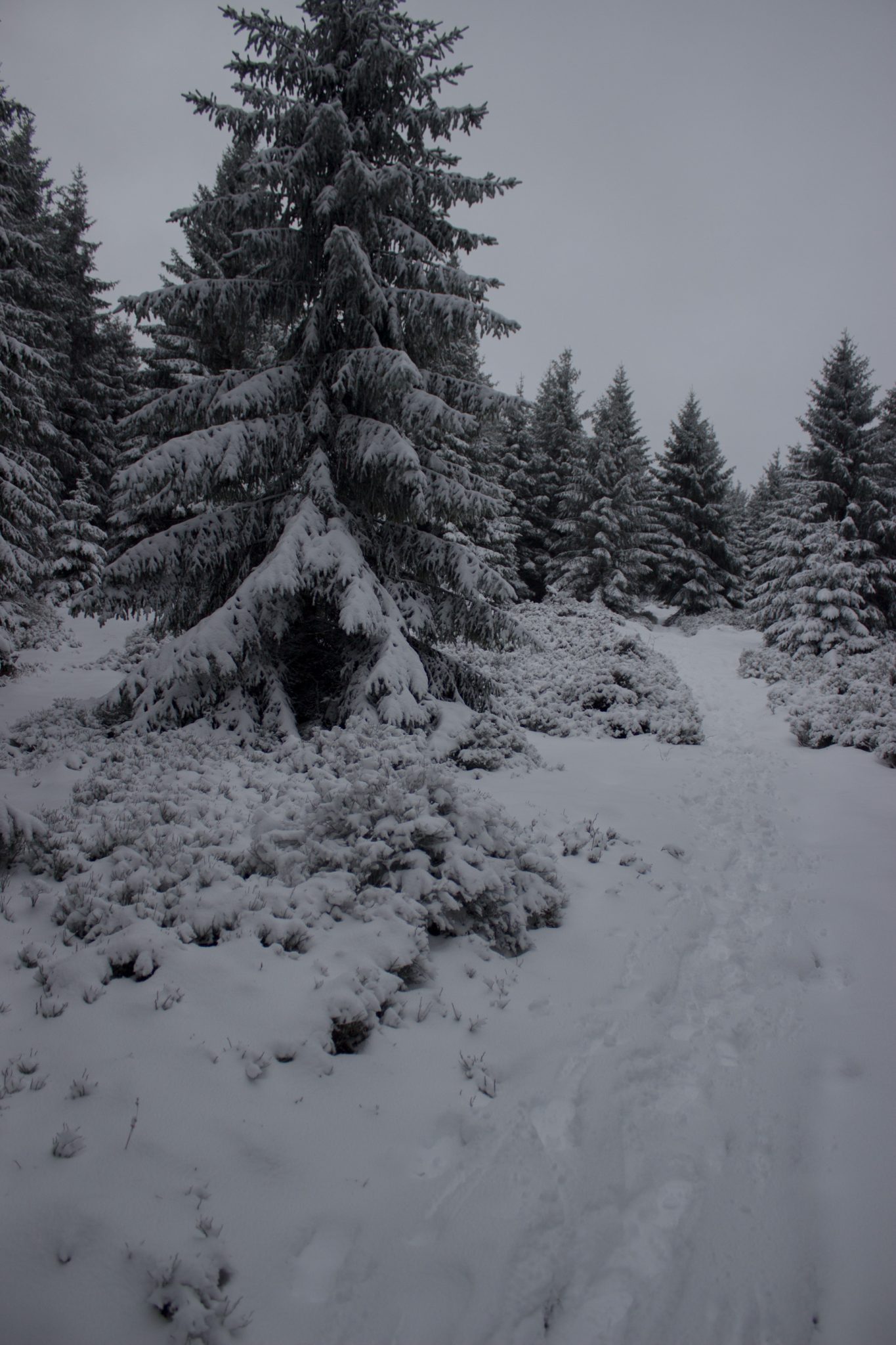 Wandern im Harz bei Torfhaus: Dammgraben, Butterstieg und Wolfswarte, Harz in Niedersachsen, Winterwanderung im Schnee, schneebedeckter schmaler Wanderweg und Nadelbäume, umgeben von schönem Wald, Winterlandschaft mit Fußabdrücken der Wanderer im Schnee